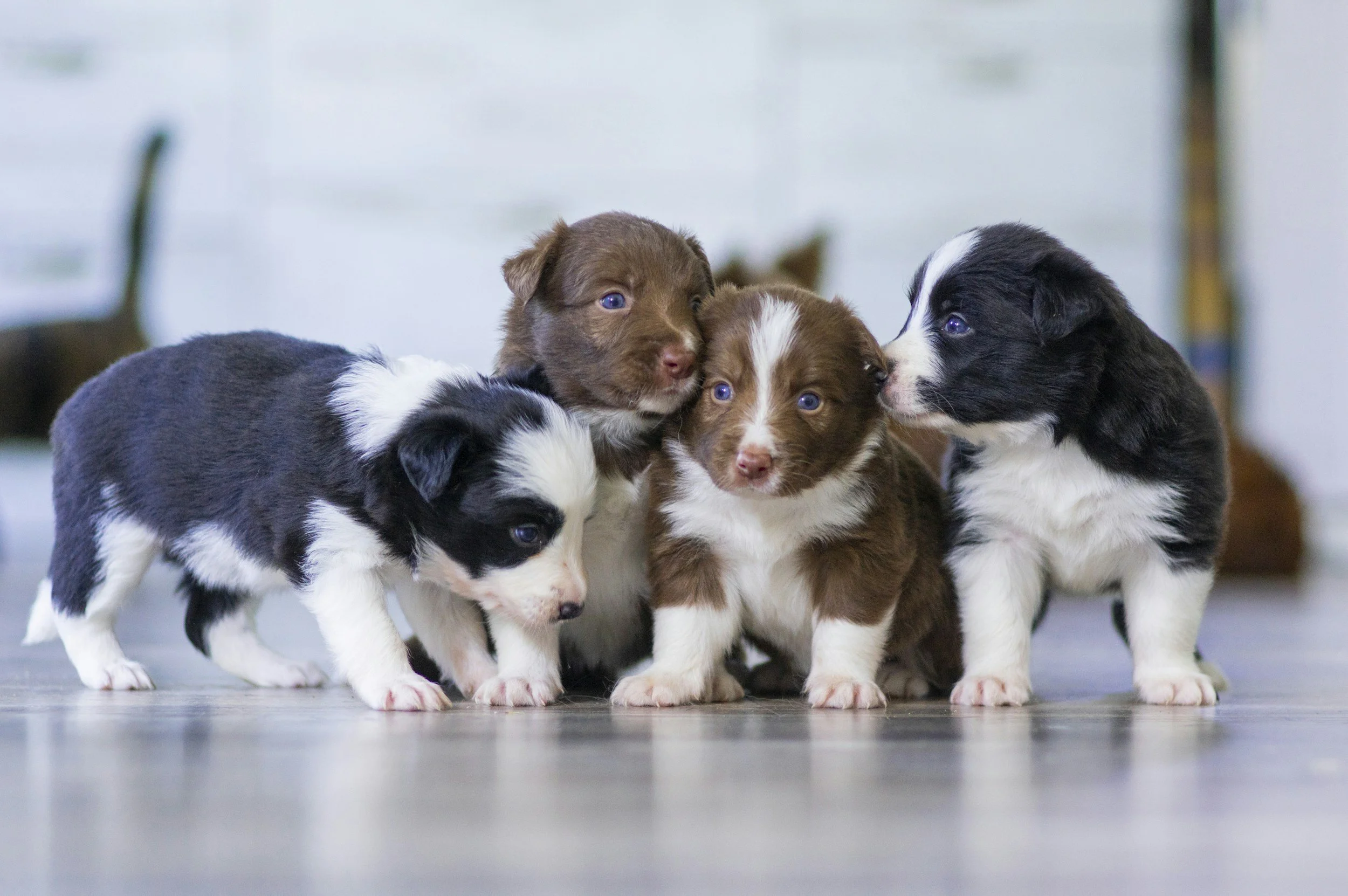 Top Dog Names & Breeds 2025: What’s Trending and Why