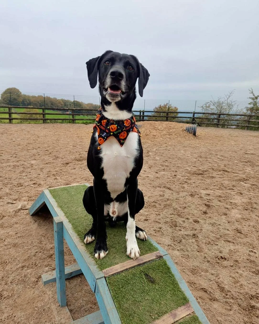 PIPPIN - SOL - EDEN 😍😍
Some photos from a family session yesterday! …after their owner kindly donated MORE TOYS 🦴🧸🪃🏐🎾
Thank you so much!
‼️ We have a 25 minute session available tonight at 7:30
👉👉 be like these guys! www.thedogpla