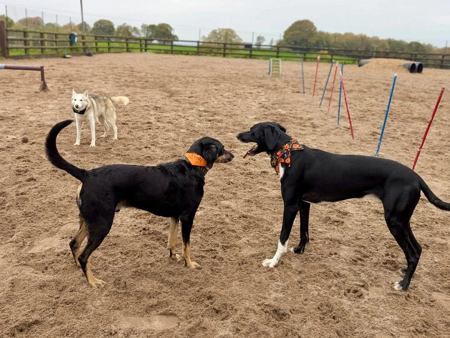 Zoomies. Friendship. Pure joy. 🐾💨
These three had the best time at The Dog Play Park today - chasing, jumping, and living their absolute best lives! 😍
Whether your pup’s a sprinter, a sniffer, or a social butterfly, the park’s got ev