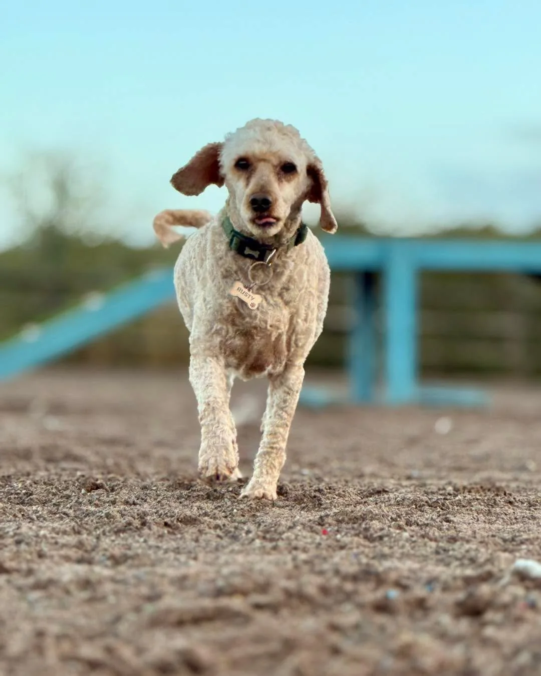 🎉 We’re celebrating! 🎉
The Dog Play Park just turned ONE! 🐾
…and we couldn’t think of a better way to say thank you than with a £5 Birthday Session! 🎂
✨ Use code: BIRTHDAY5 at checkout to grab your 55-minute play sessi