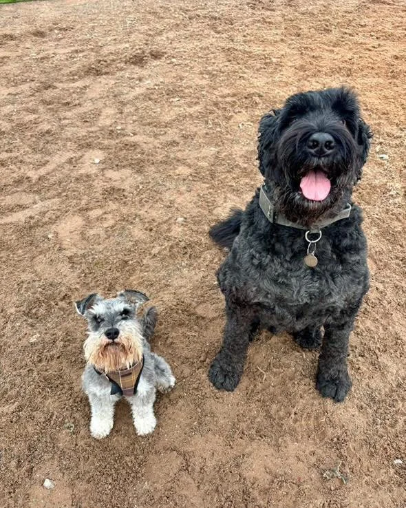 🎉🐾 We need your help! 🐾🎉
As we celebrate our first year of The Dog Play Park, we want to look back on all the amazing moments that made it so special - and we’d love to feature your dogs in our big anniversary video! 🐕💛
📸 If you’