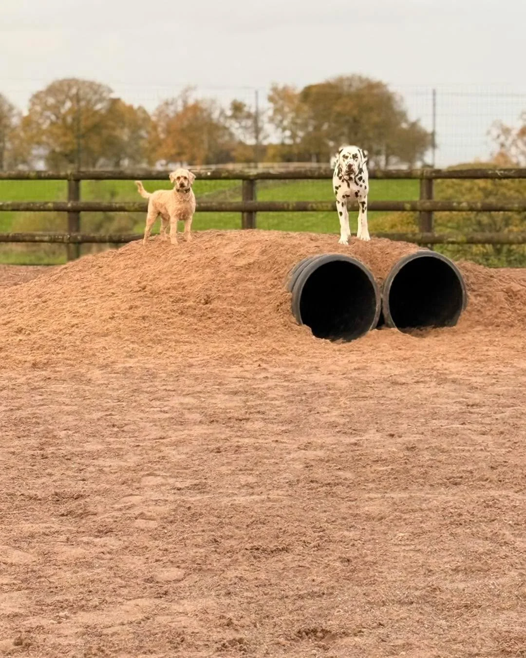 🐾 Half term adventures start here! 🐾
Jynx & Rusty have been doing their morning checks - and they both agree… it’s the perfect week for a runaround at The Dog Play Park! 🌤️
Whether you’re off work, off school, or just need