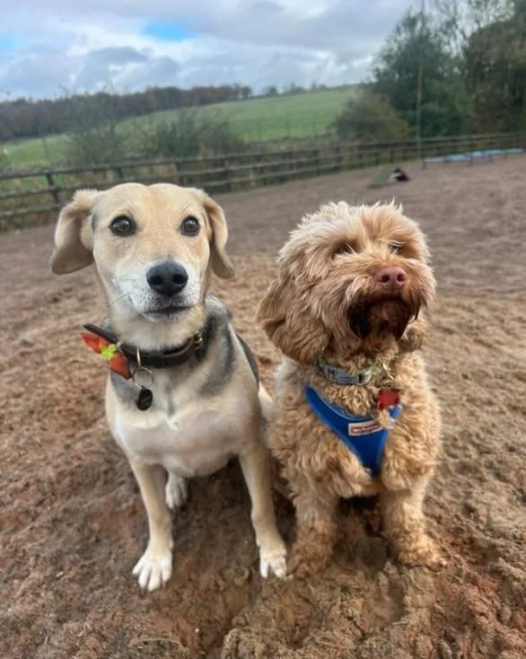 ☀️ Wednesday at The Dog Play Park!
…and we’ve got a few last-minute slots ready for anyone who fancies a runaround today 🐕💨
📅 Available today → 
 • 4PM 🕓 - 25 Minutes 
 • 5PM 🕔 - 55 Minutes
 • 6PM 🕕 - 25 Minu