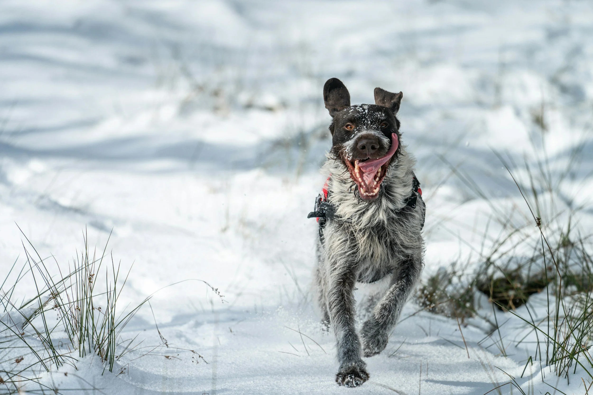 How to Survive Christmas with a Hyper Dog 🎄🐾