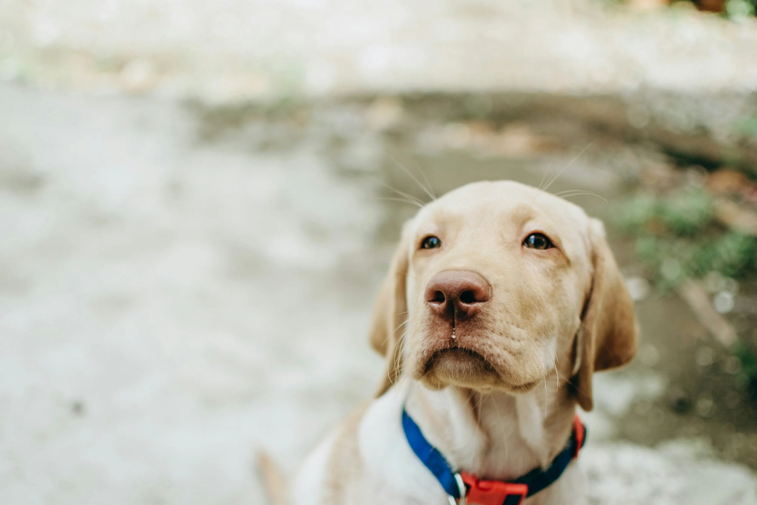 POV: Your Dog's First Time Off-Lead in a Secure Field