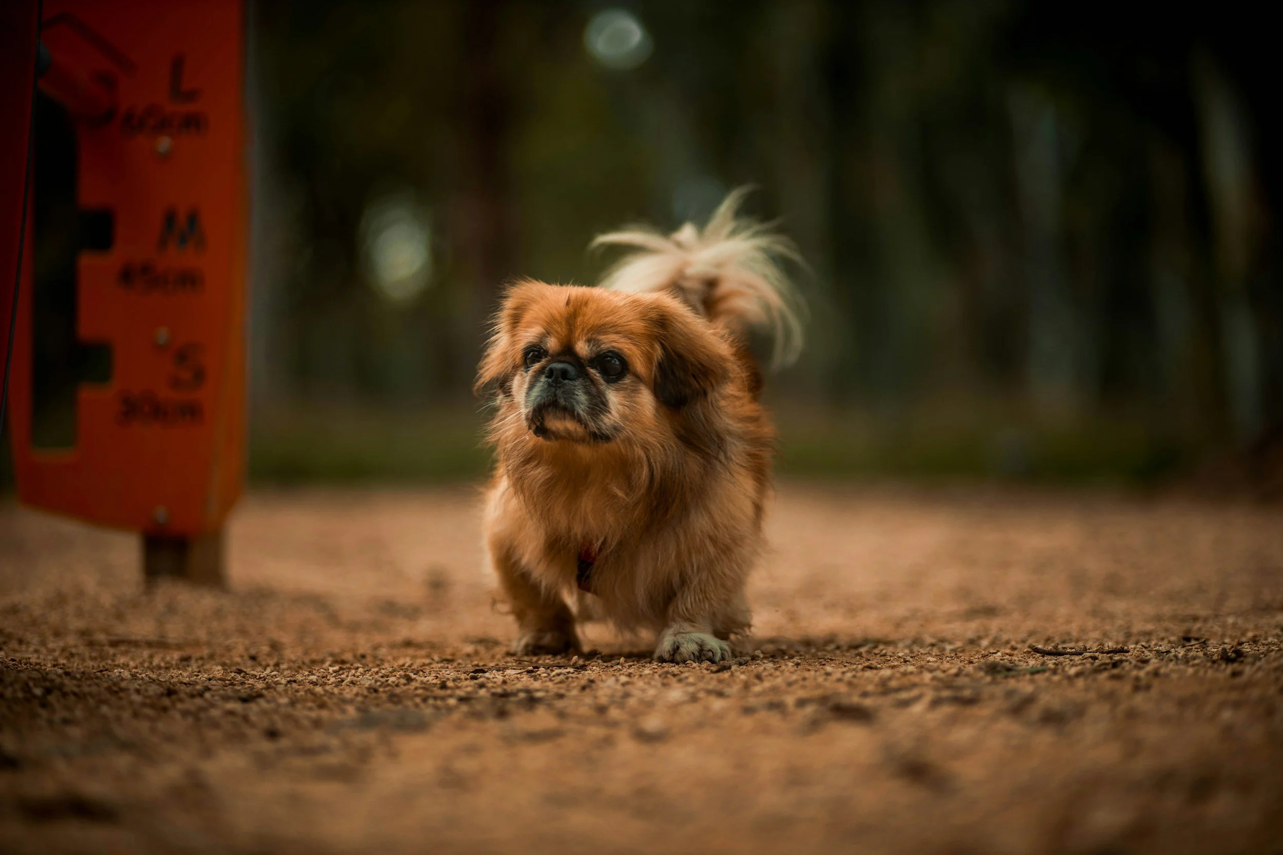 The Best Enclosed Dog Parks Near Stoke-on-Trent (2026)