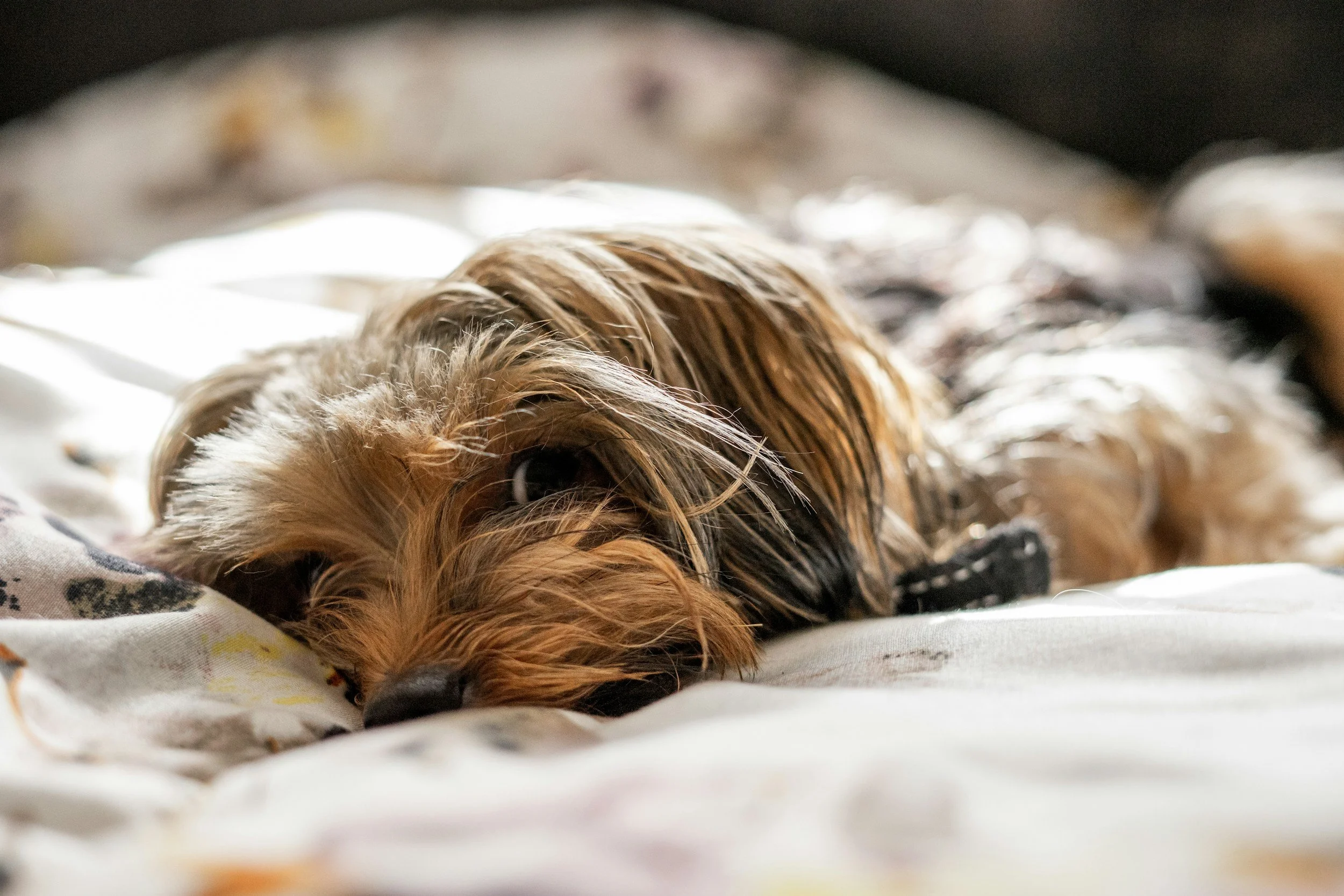 10 Things to Bring to a Dog Field Hire (2026 Checklist)