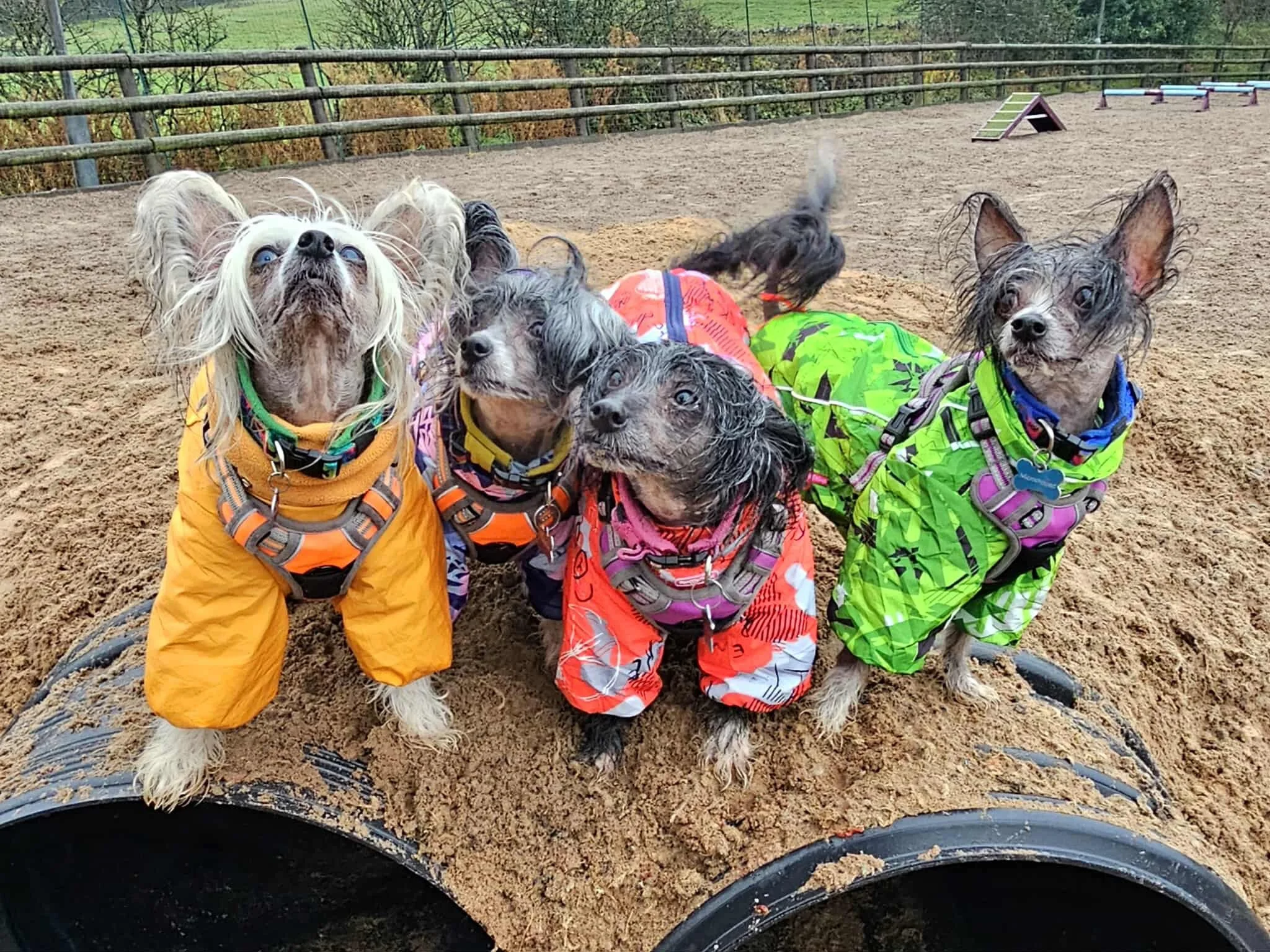 The Dog Play Park near Congleton, voted best dog field in the UK, now featuring new agility ramps and shaded rest zones.