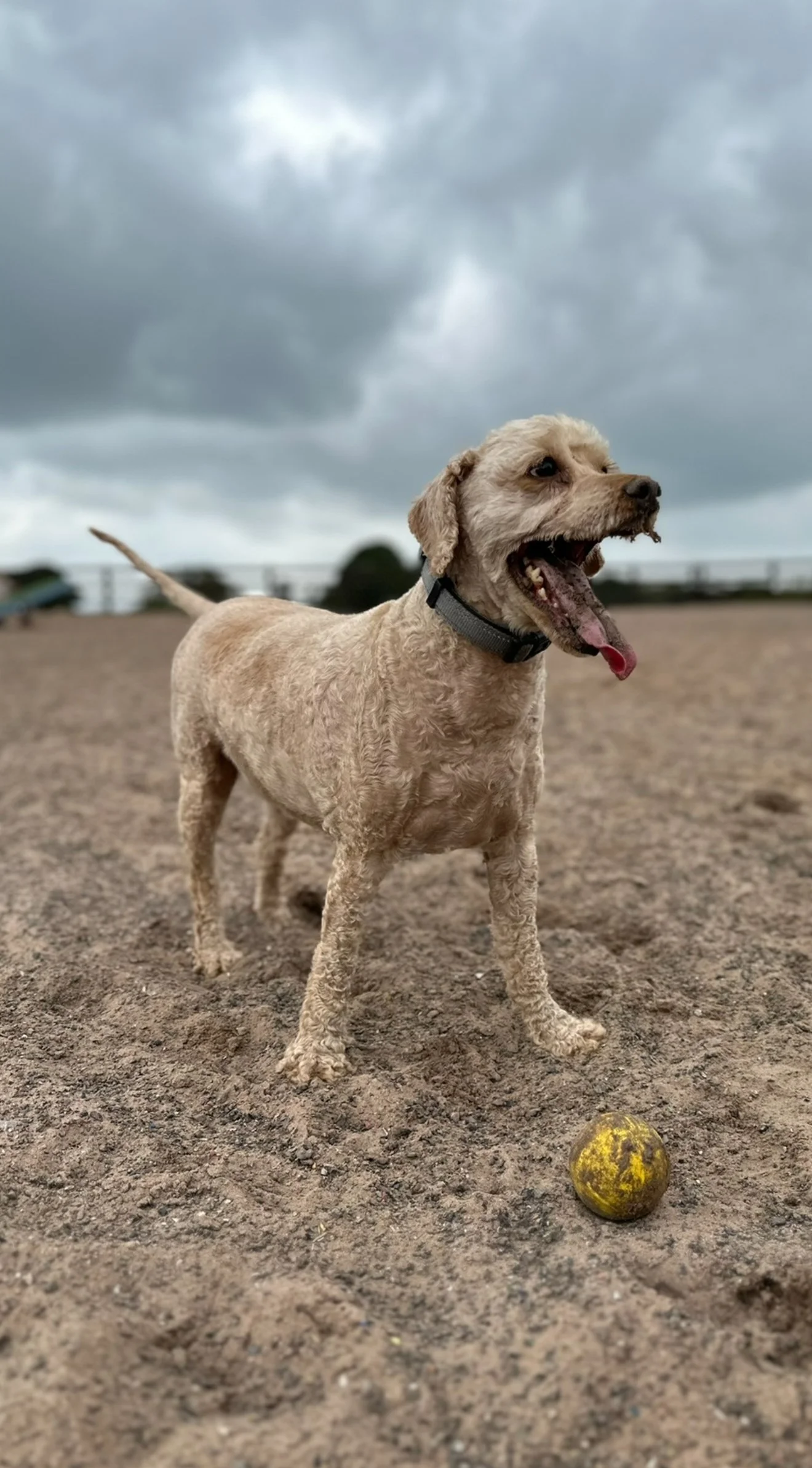 Dog agility park in Congleton with new obstacles and covered rest zones.