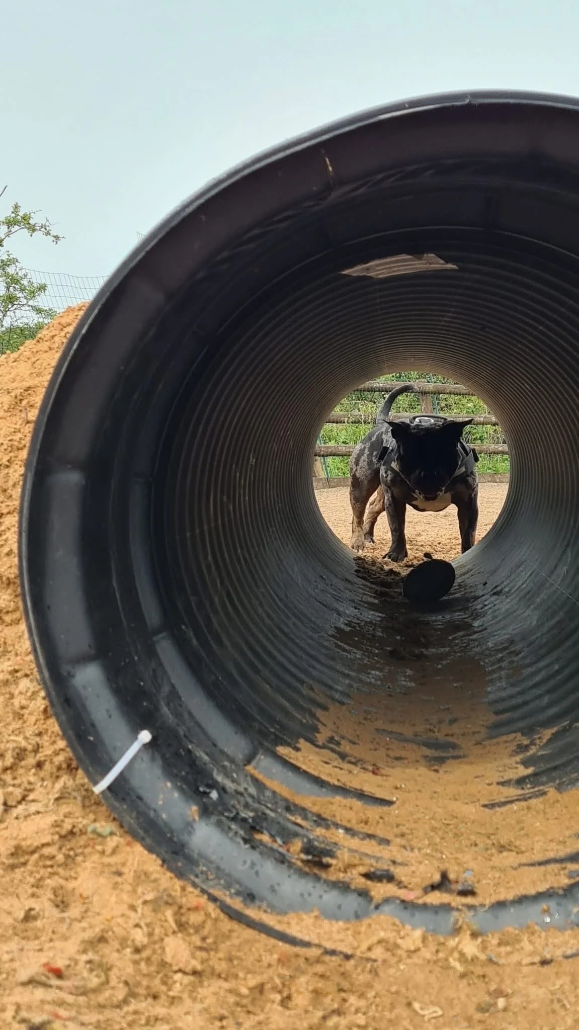 Private dog park with shelter near Biddulph for wet weather sessions.