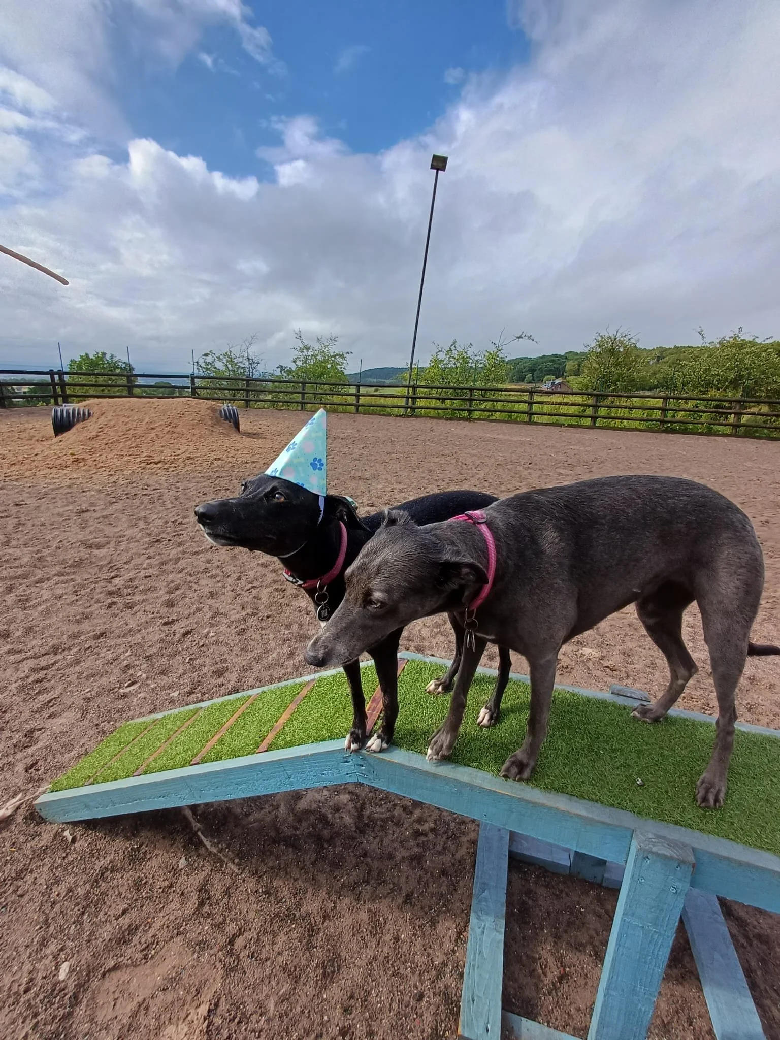 Can dogs play safely off lead in Biddulph? This image shows a secure, enclosed area at The Dog Play Park where dogs can explore without worry.
