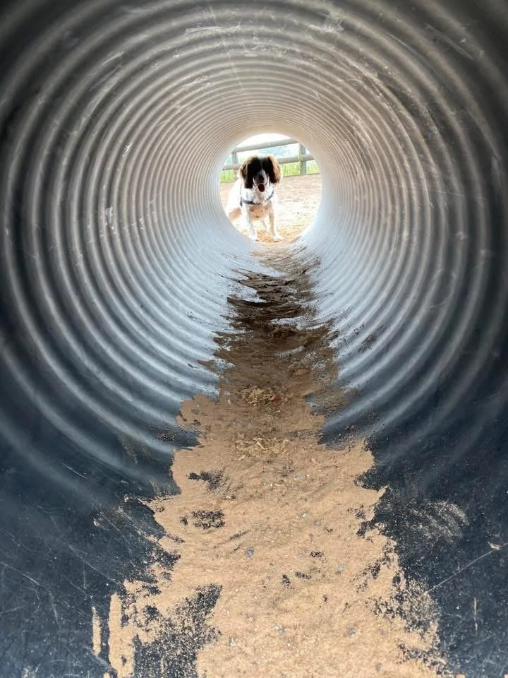 Where can I find a private dog field near Biddulph? A calm dog explores the open space at The Dog Play Park, ideal for solo sessions or reactive dogs.