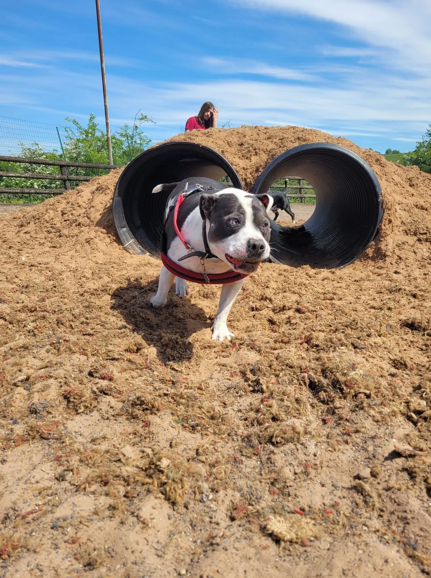 Officially the best dog field in Staffordshire - dogs enjoying private play sessions in a fully enclosed space.