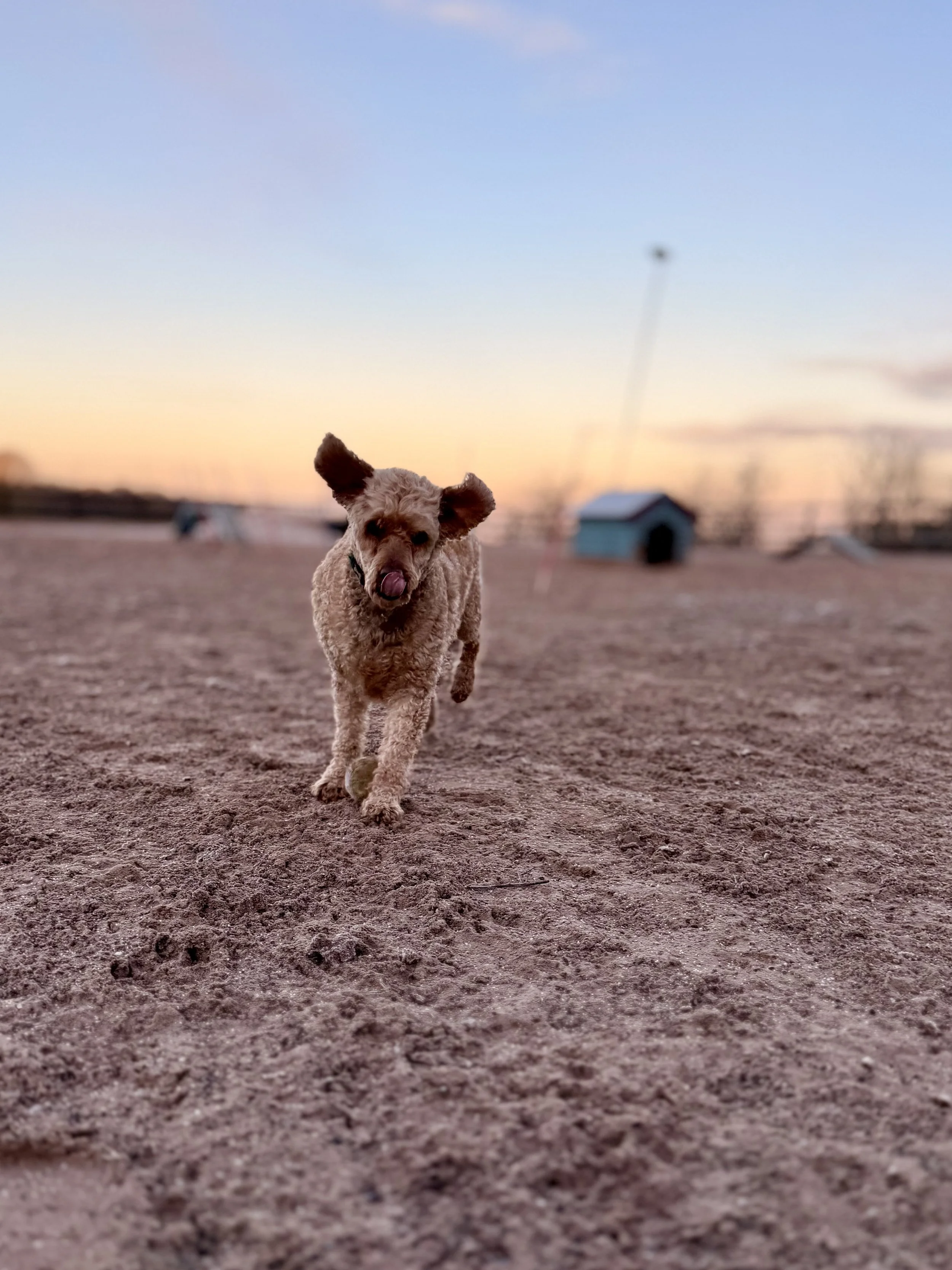 Dogs running free in the award-winning Dog Play Park, Staffordshire’s best-rated dog field, ready for year-round fun.