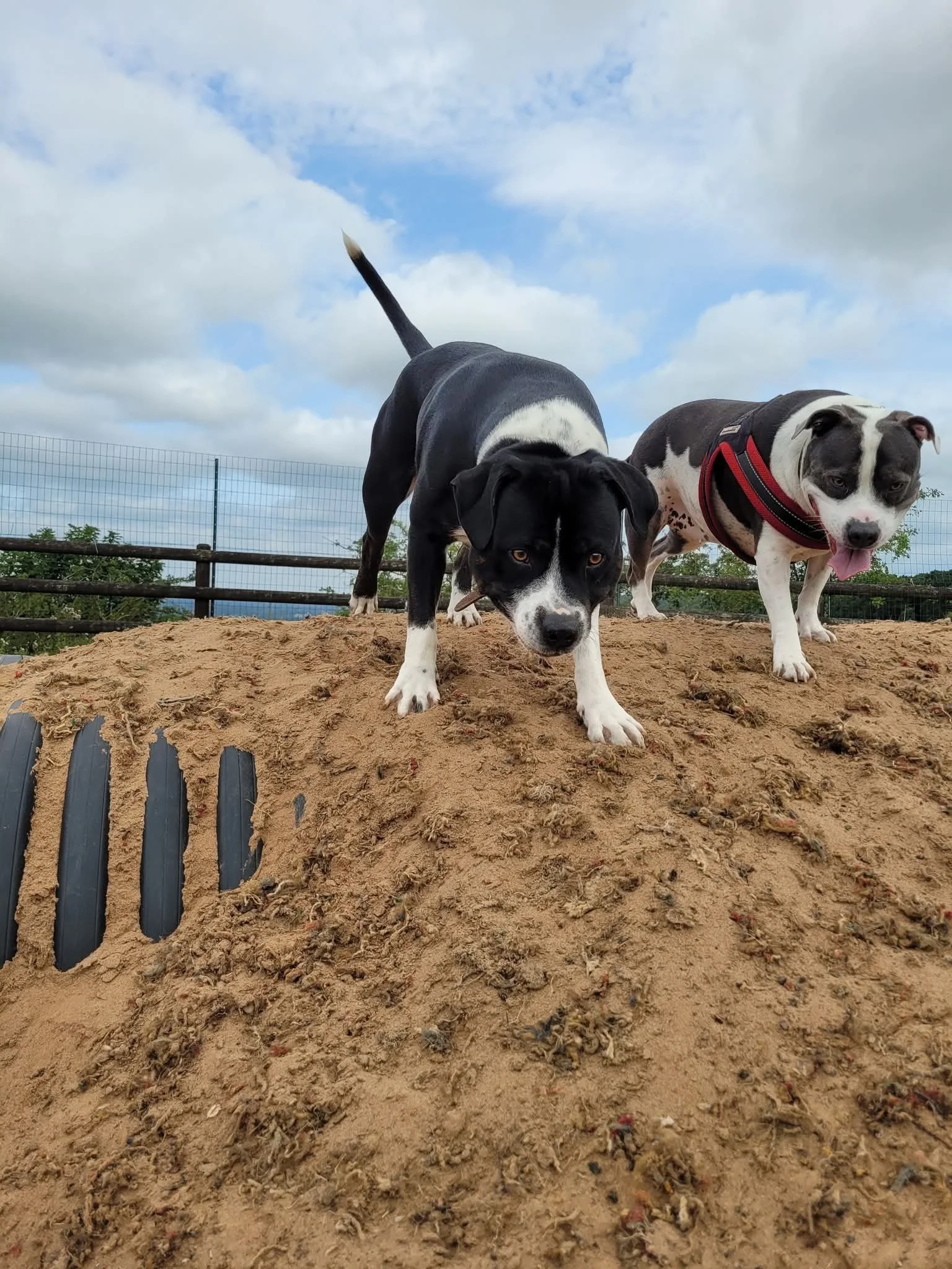 Best dog park in Staffordshire and finalist for best in the UK, offering a safe, fun environment for all dogs.