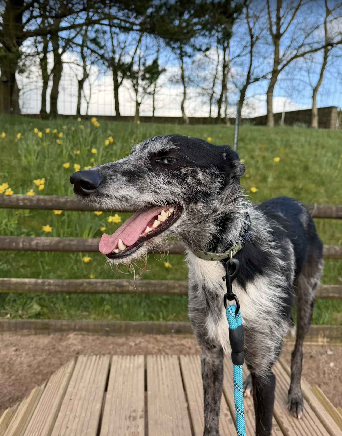 Dog tackling the agility jumps at The Dog Play Park — private hire dog agility field in Biddulph, Staffordshire