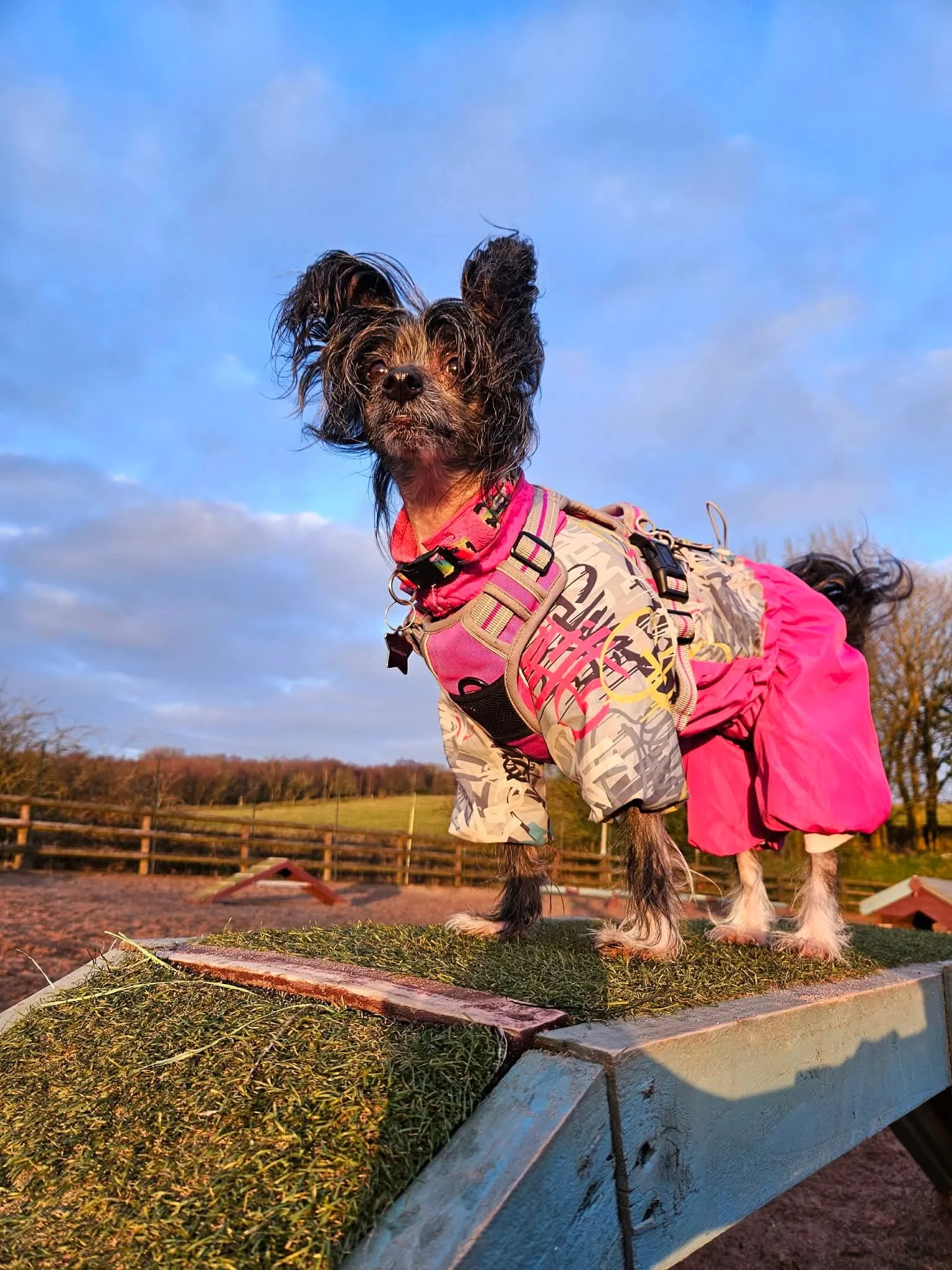 Reactive dog enjoying stress-free off-lead play in a fully enclosed dog park on the Congleton border
