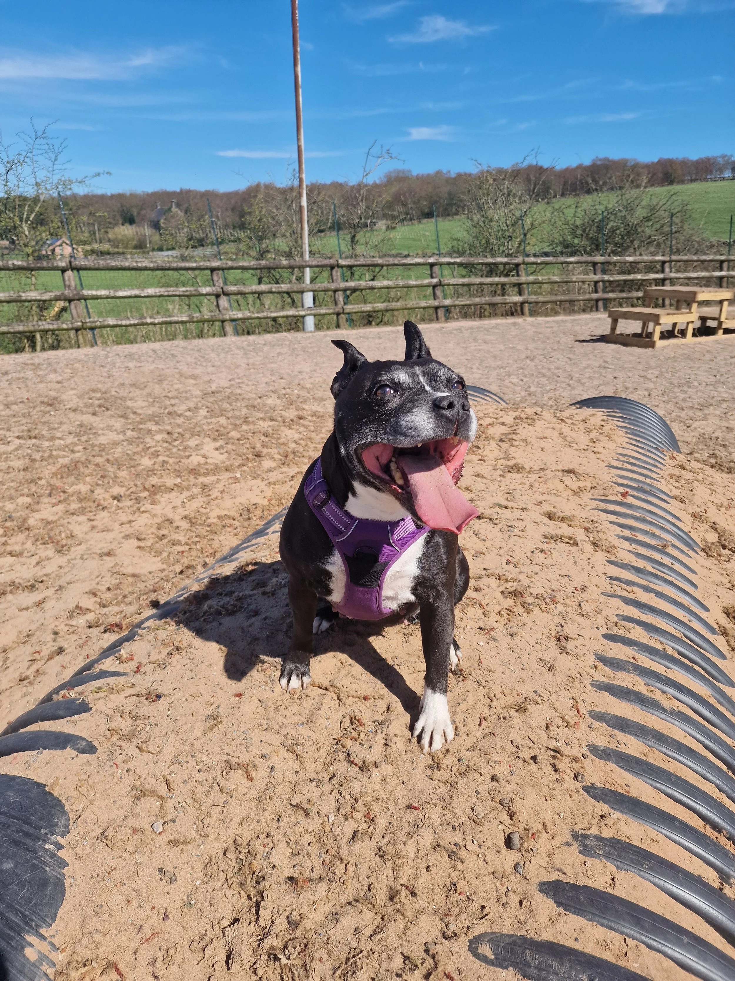 Dog enjoying evening playtime under floodlights at The Dog Play Park — bookable dog field near Macclesfield and Leek