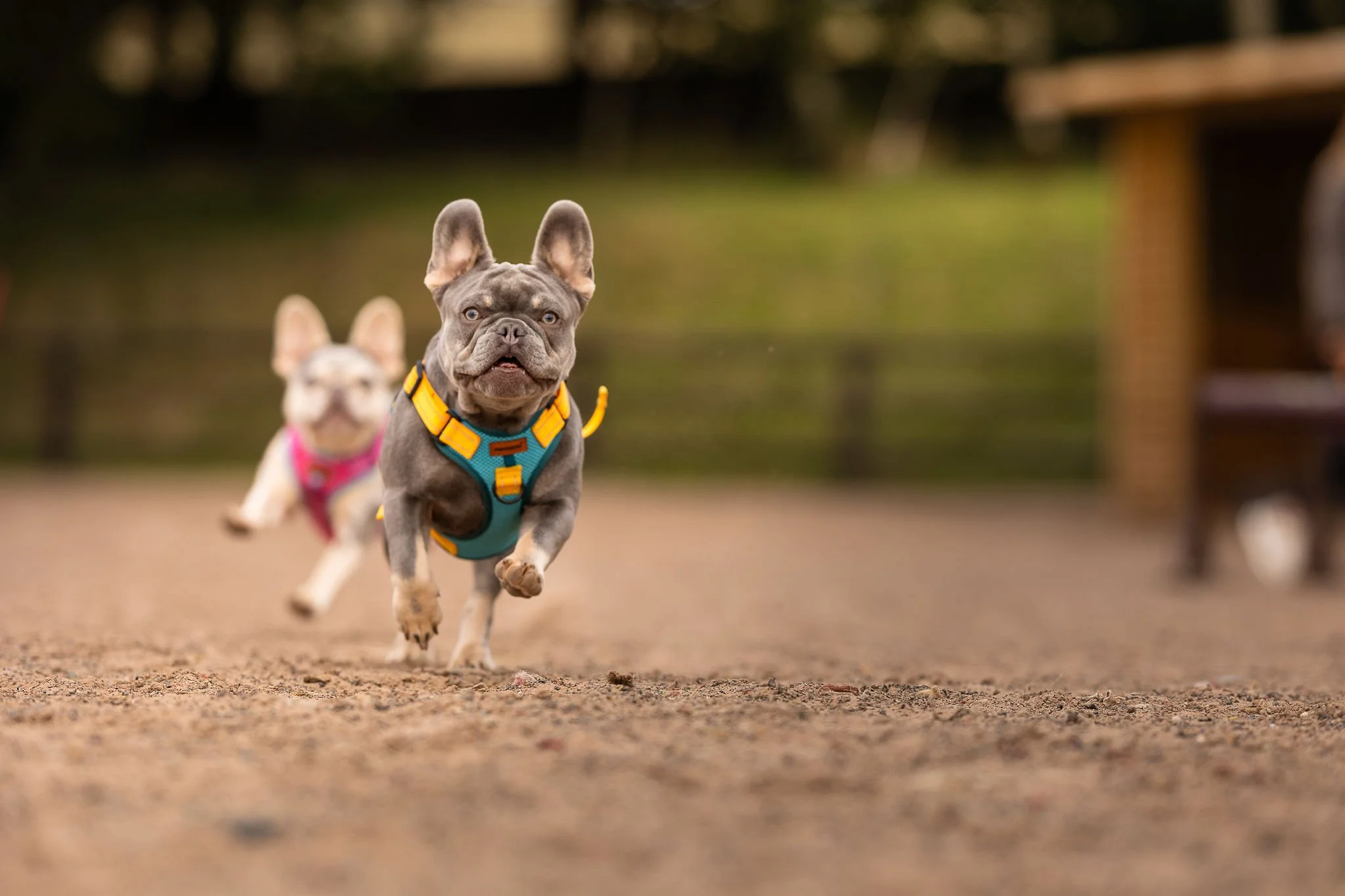 Best Dog Park in Congleton – Why The Dog Play Park Tops the List