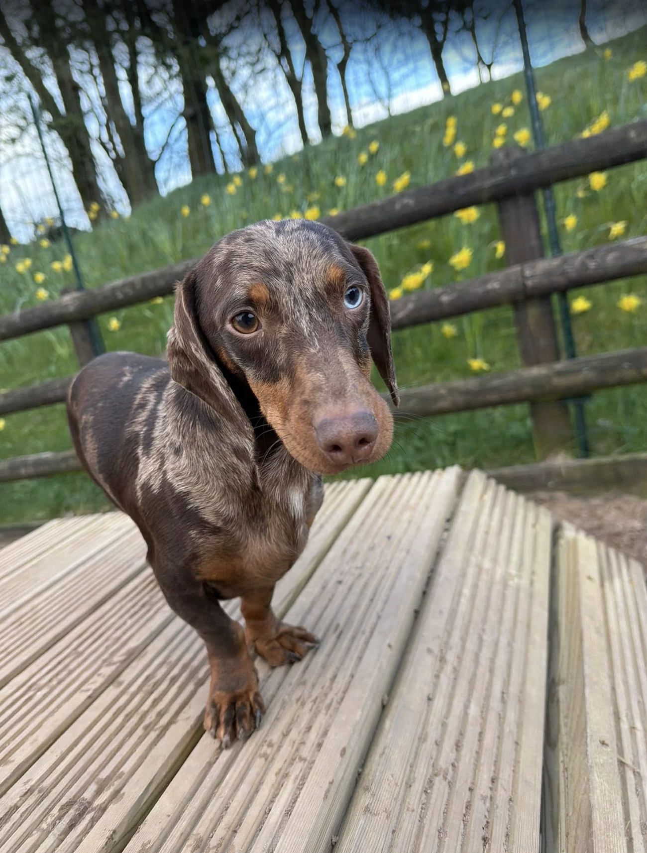 Best dog field in Staffordshire 2025 — The Dog Play Park, Biddulph, where every dog gets to just be a dog