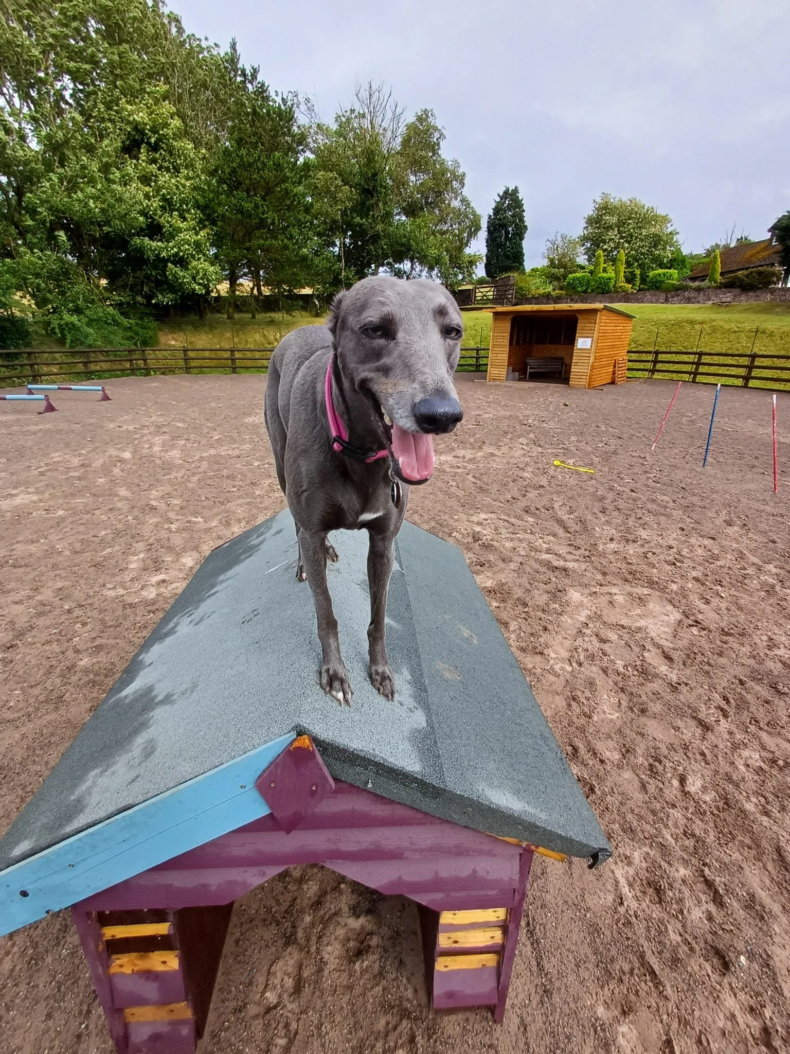 Is there a dog agility park in Cheshire? This image captures the agility zone at The Dog Play Park, designed for training, enrichment, and fun.