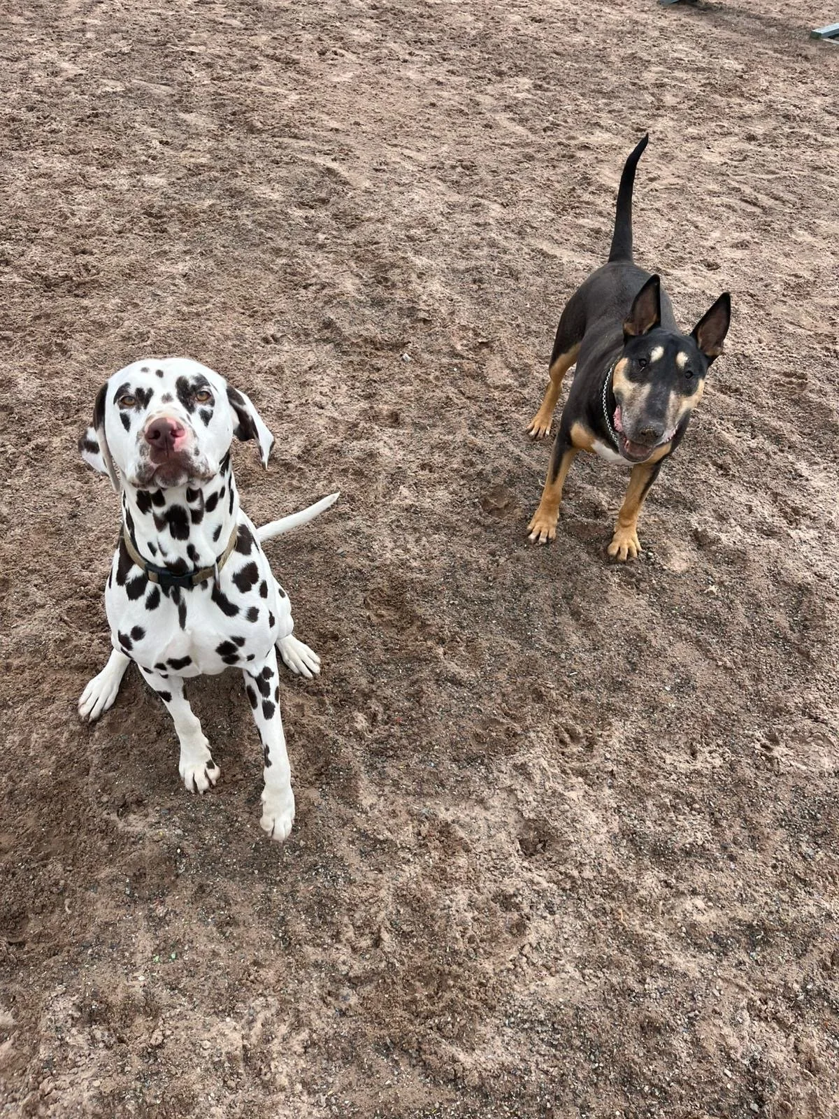 Dog playing on agility equipment at The Dog Play Park — award-winning secure dog field near Congleton, Cheshire