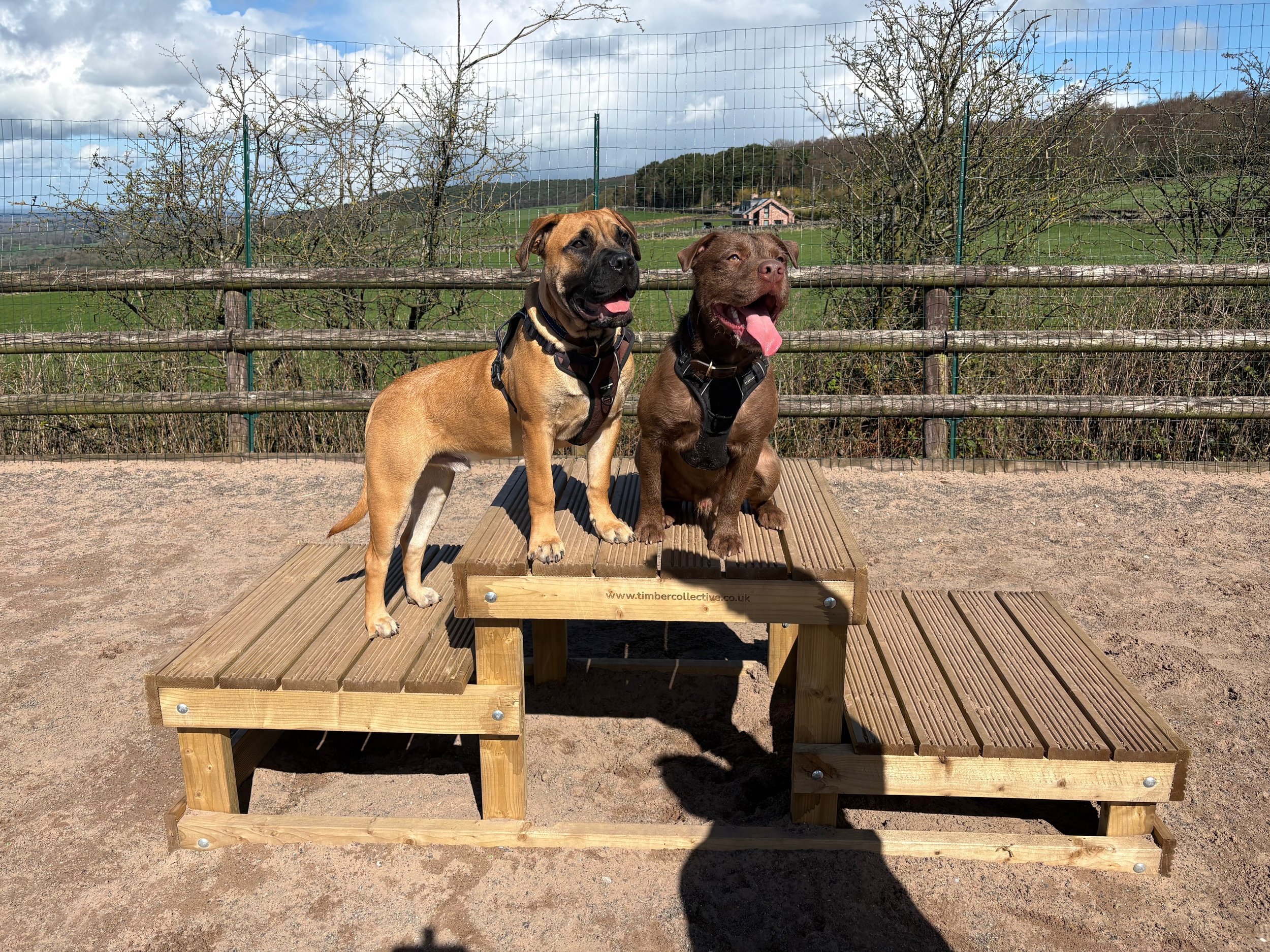Two dogs playing together in a private enclosed dog park near Biddulph — no other dogs, 100% exclusive hire