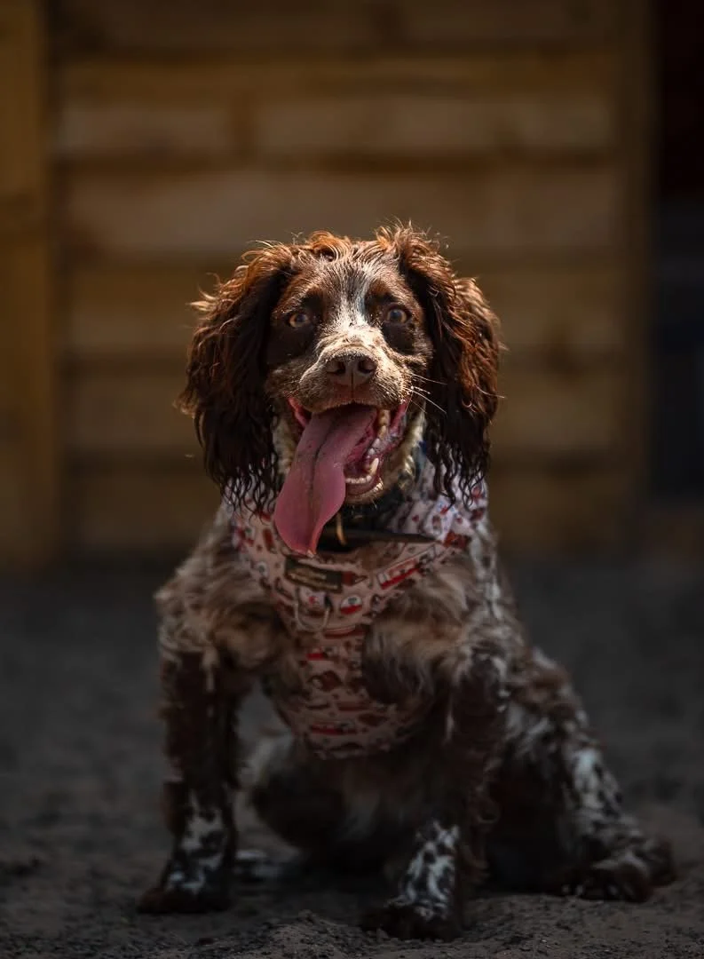 Hot weather play session in a secure dog playground near Biddulph, with covered rest zones and fresh water bowls.