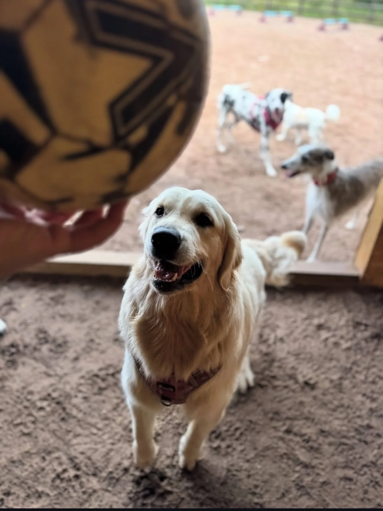 Voted the best dog park in Staffordshire — private, secure, and loved by hundreds of local visitors.