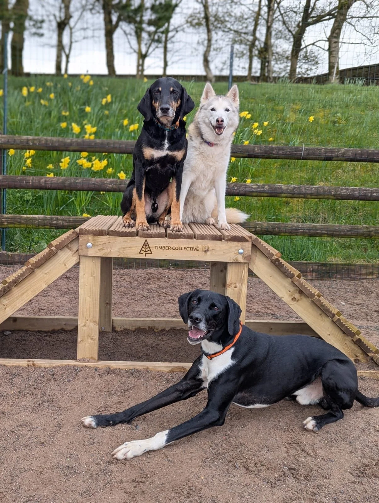Happy dog running off-lead in a secure, private dog field in Biddulph, Staffordshire — The Dog Play Park