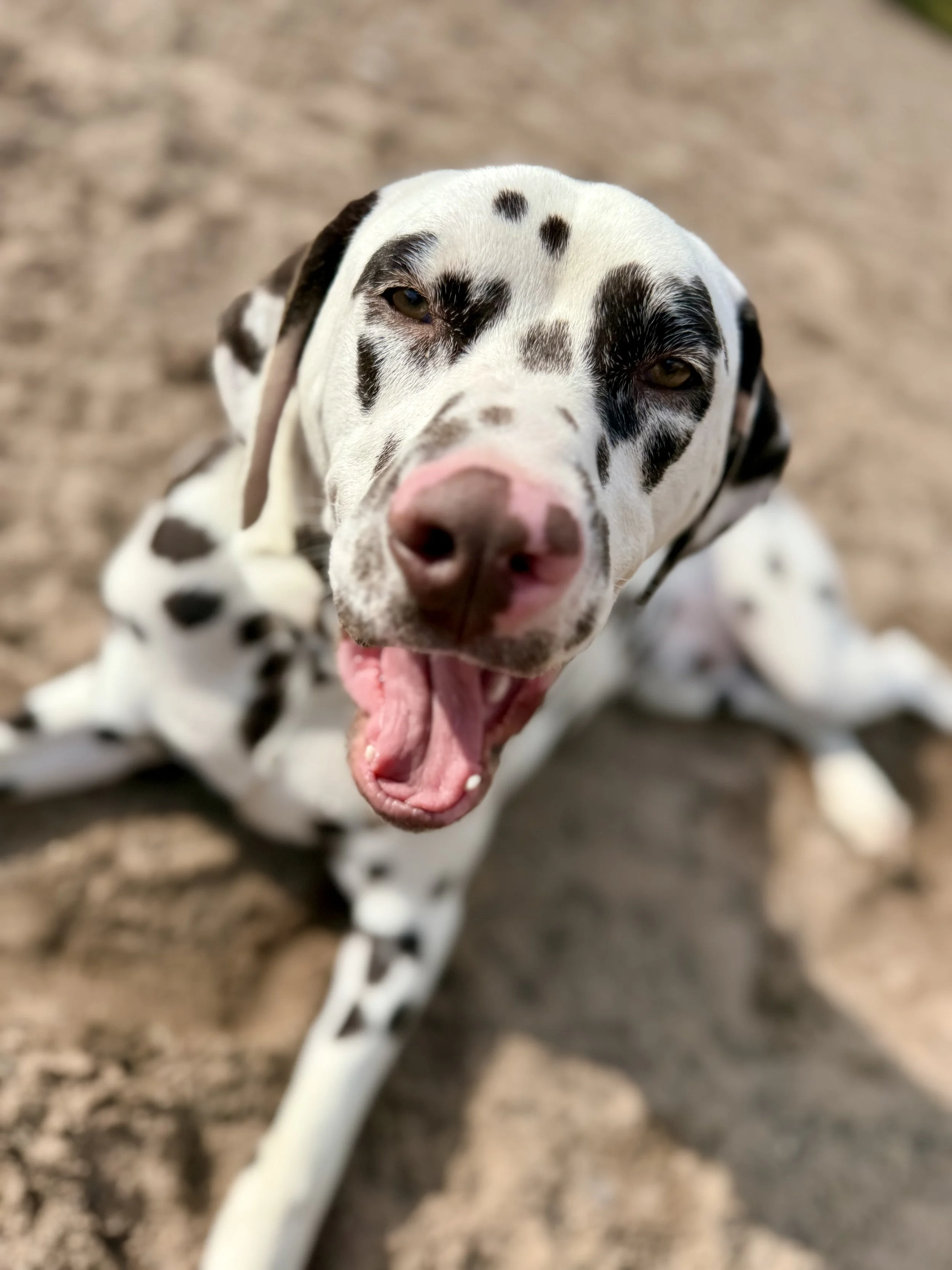 Looking for a dog park that’s quiet and safe? A peaceful moment at The Dog Play Park highlights its private setup and beautiful Cheshire location.