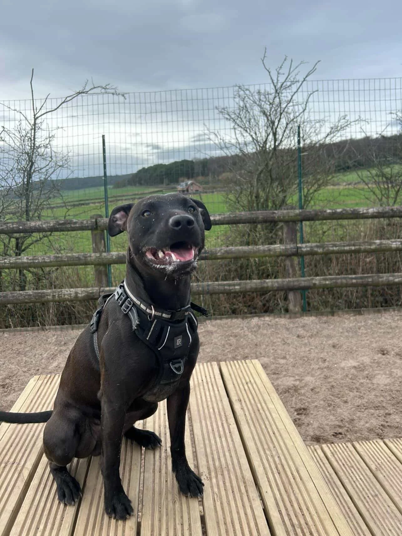 Private dog hire field in Biddulph — a safe space for anxious, rescue and reactive dogs to run free