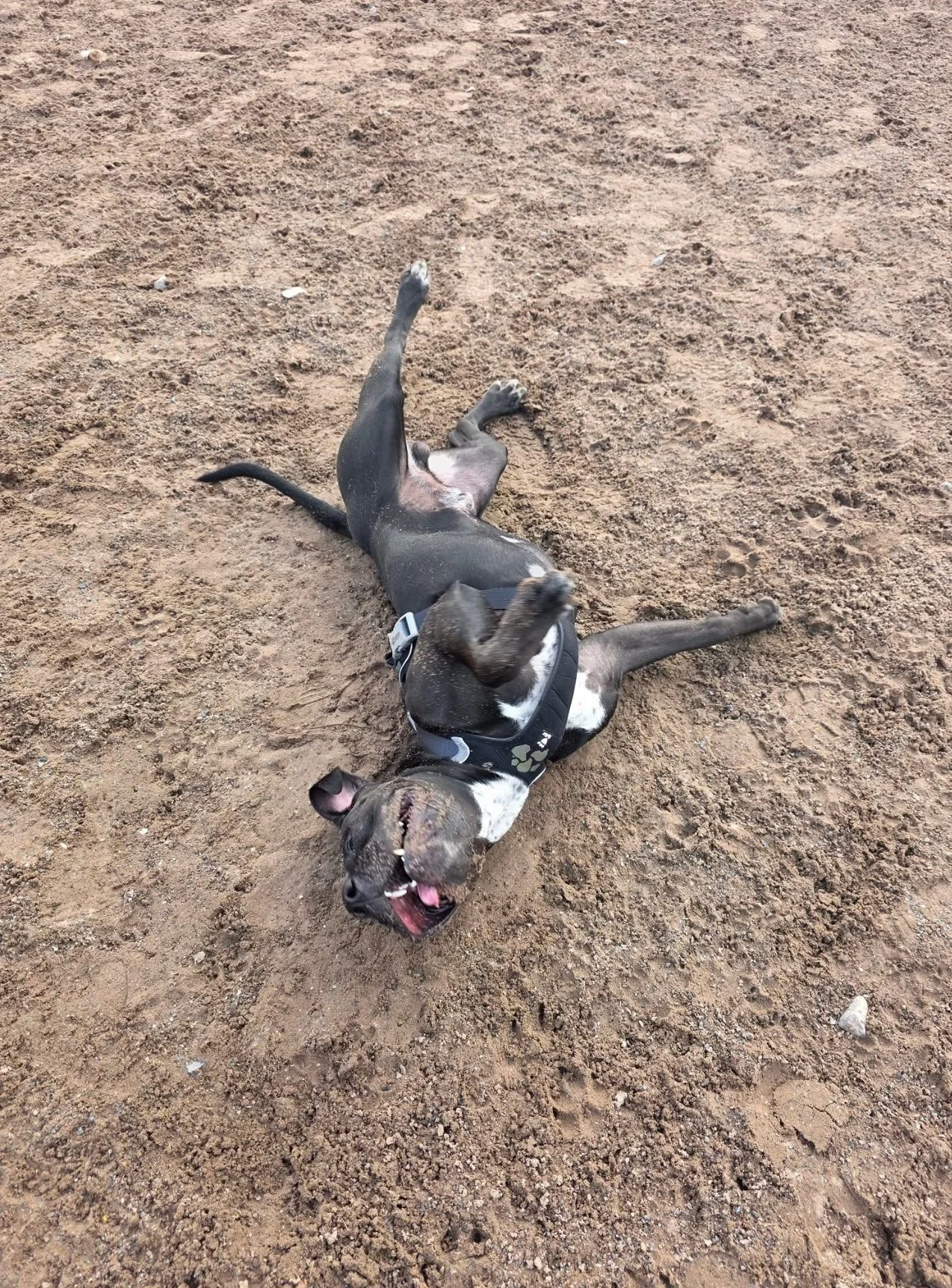 Where can I take my dog for off-lead play near Congleton? This photo shows dogs running free in a secure, enclosed field at The Dog Play Park.