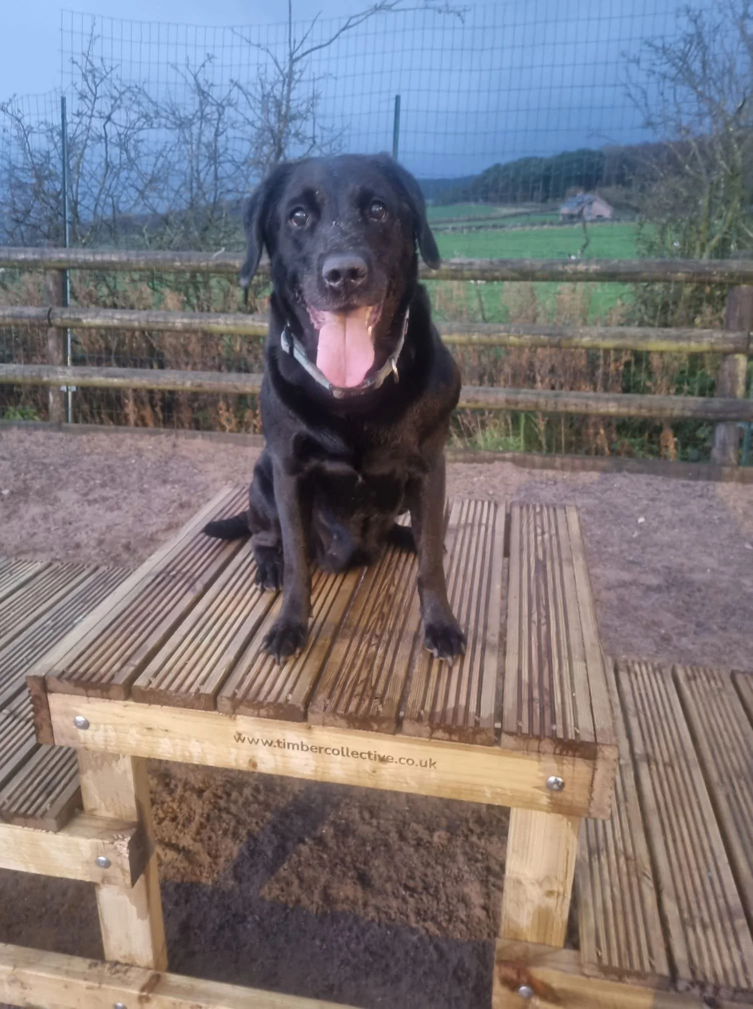 Autumn session at The Dog Play Park, the UK’s top-rated dog field, offering freedom, safety, and countryside views.