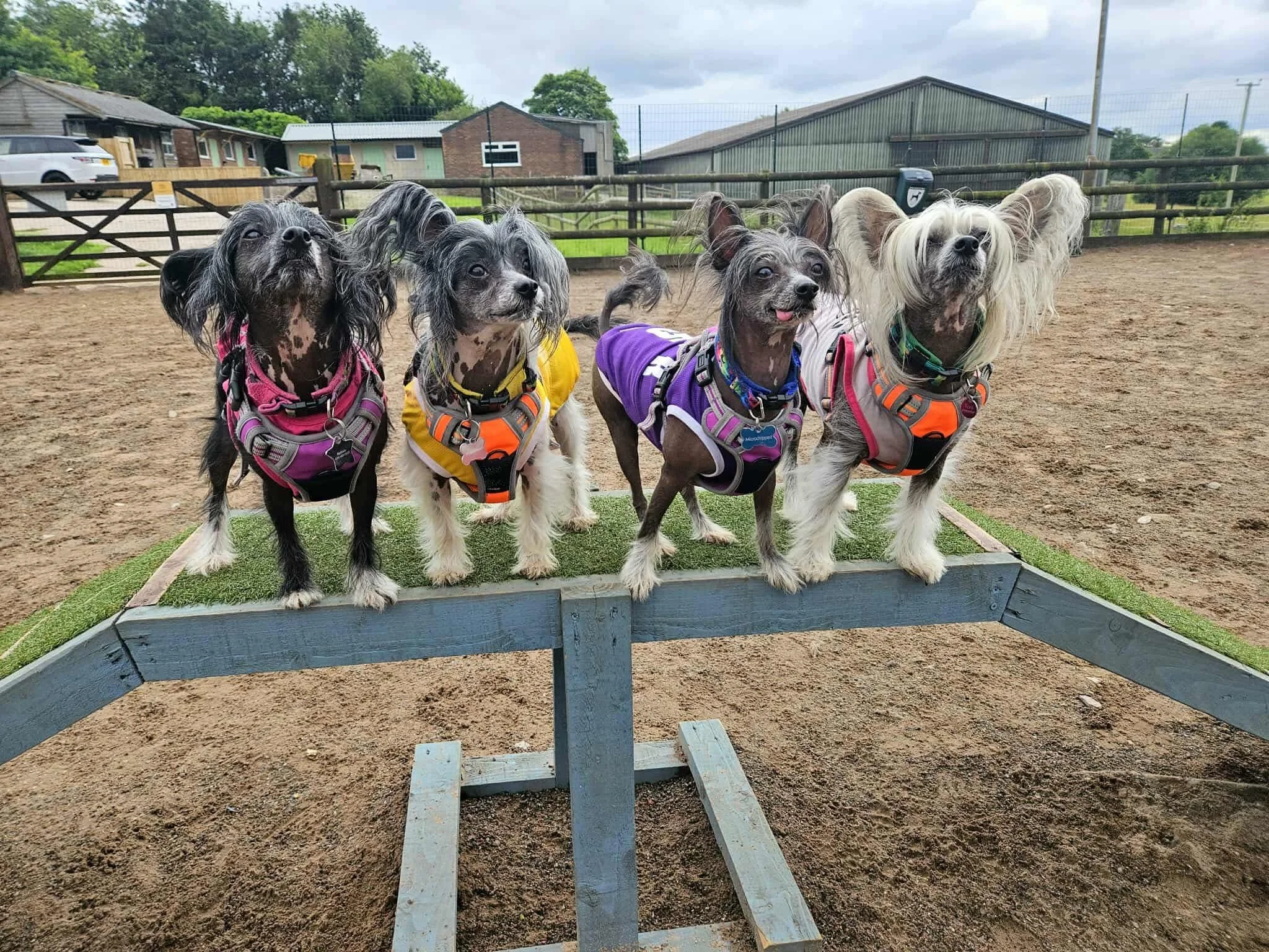 What does a secure dog park in Congleton look like? This image shows the fully enclosed field at The Dog Play Park, offering peace of mind for off-lead play.