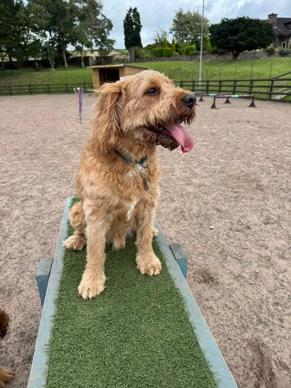 Award-winning dog field in Staffordshire with private hire sessions and beautiful countryside views.