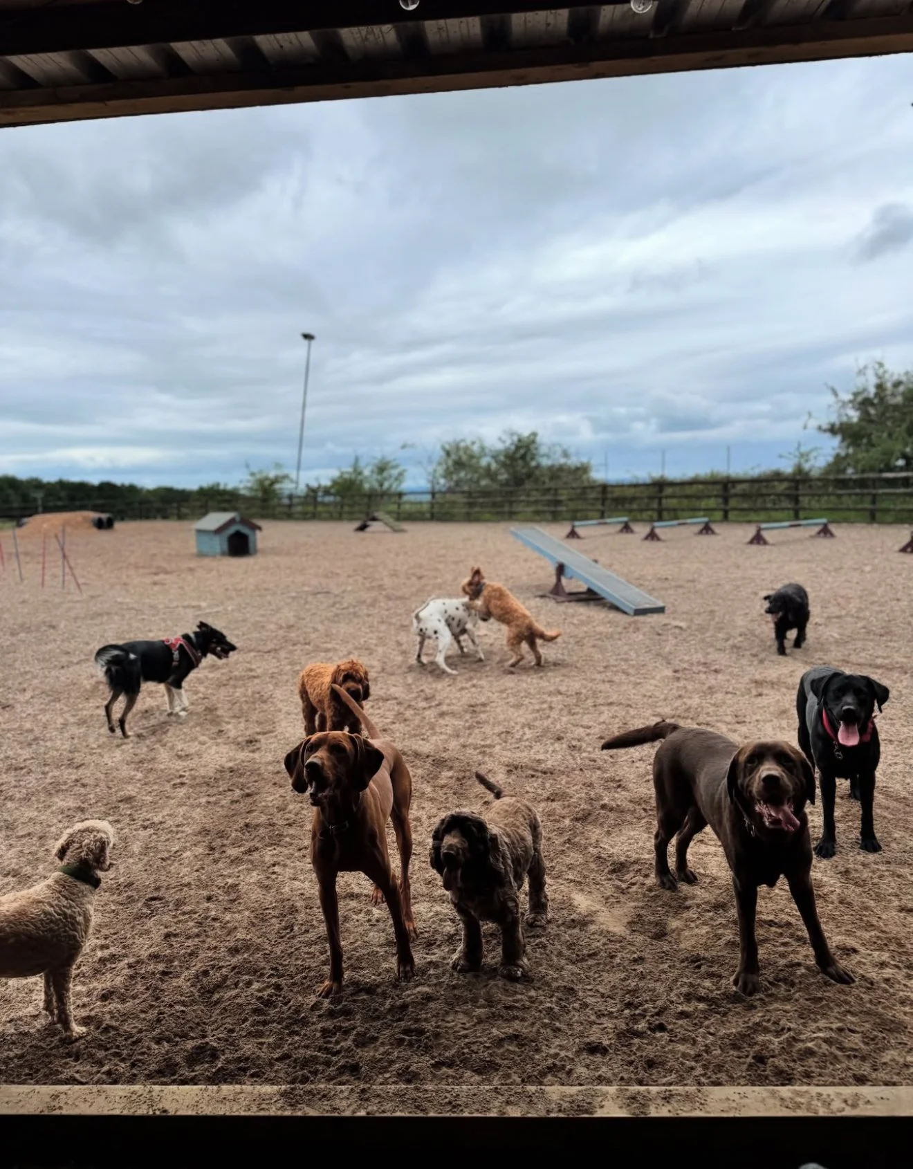 Summer fun in a secure Biddulph dog field, perfect for early morning or evening sessions to beat the heat.