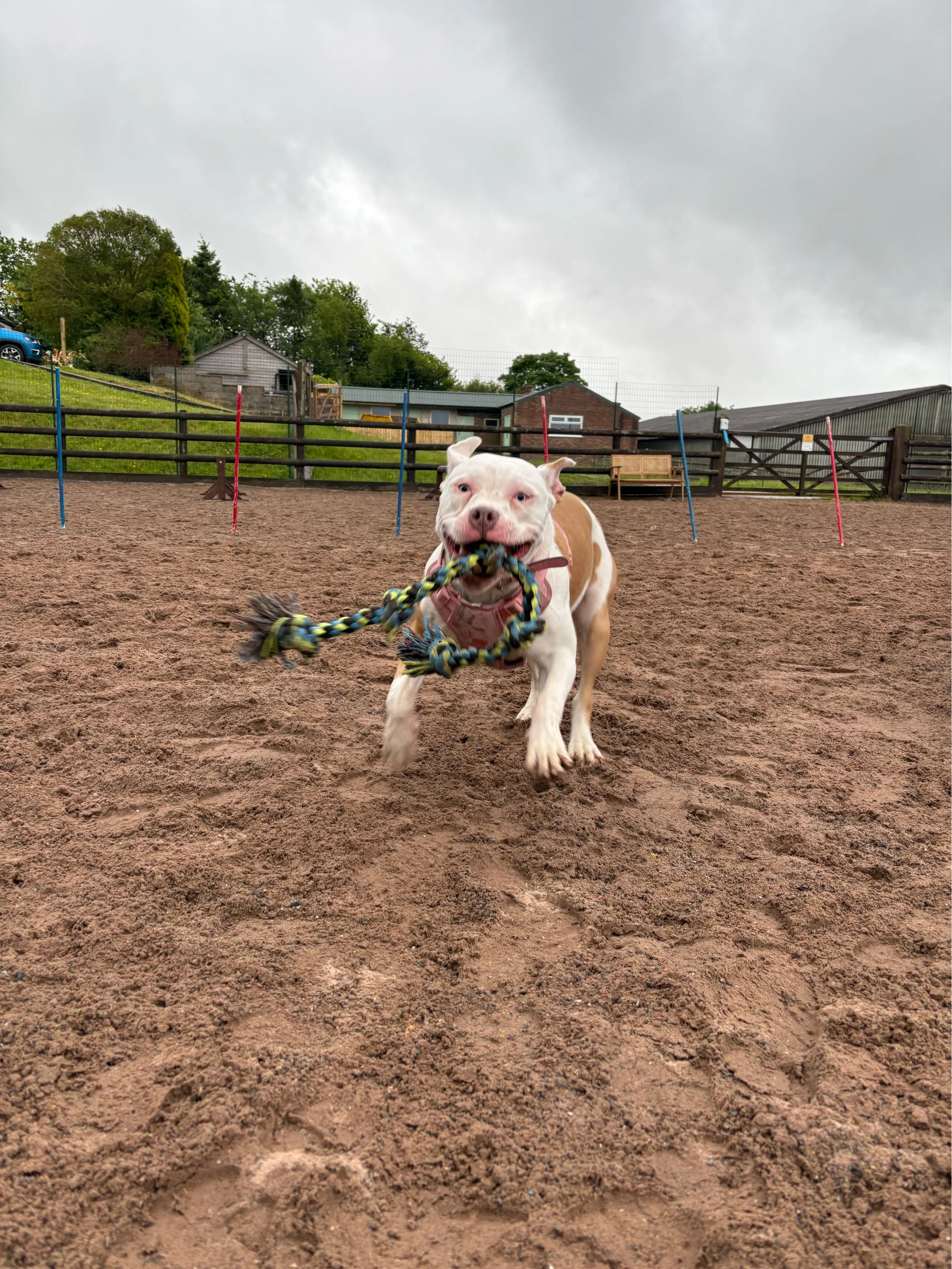 Off-lead dog park near me with shaded spots and room to run.