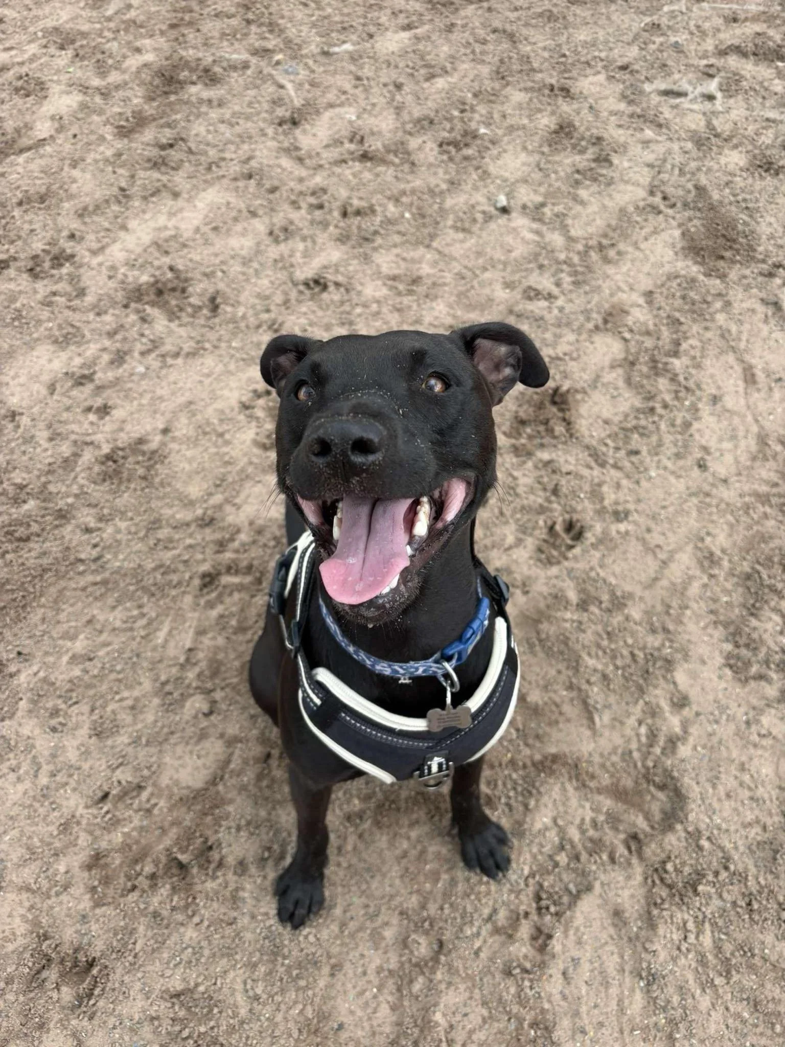 Award-winning dog park in Staffordshire, now in the running for best dog park in the UK.