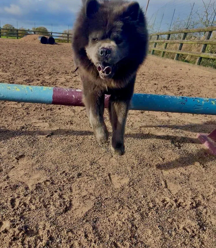 Private hire dog field near Biddulph, voted best in Staffordshire, with fresh equipment and secure fencing for all-weather play.