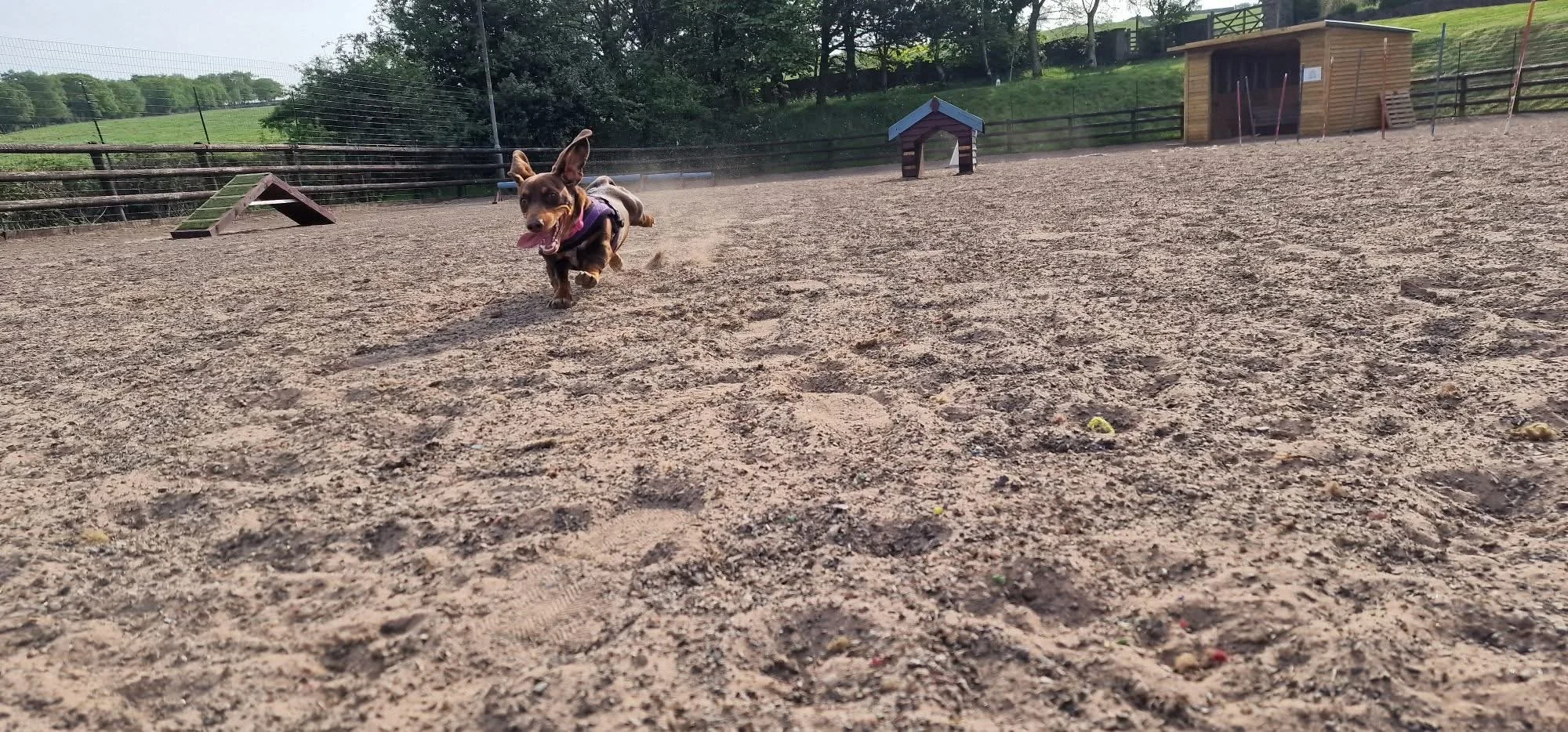 Shaded dog play area in Congleton, perfect for hot sunny days.