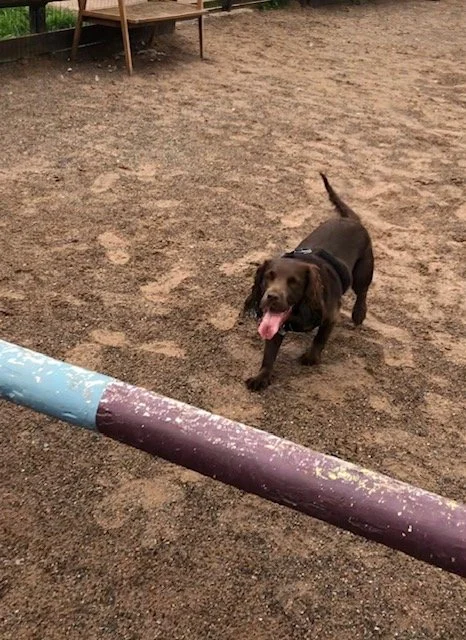 Can I book a dog park with shade for summer sessions? Dogs enjoy shaded rest areas and cool-down time at The Dog Play Park during hot weather.