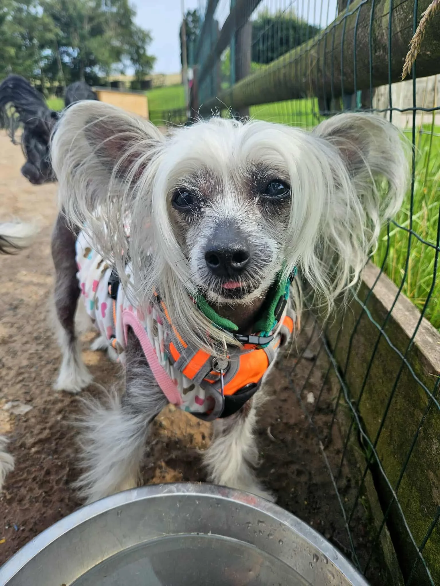 Officially the best dog field in Staffordshire, The Dog Play Park offers safe, off-lead freedom in a fully enclosed setting.