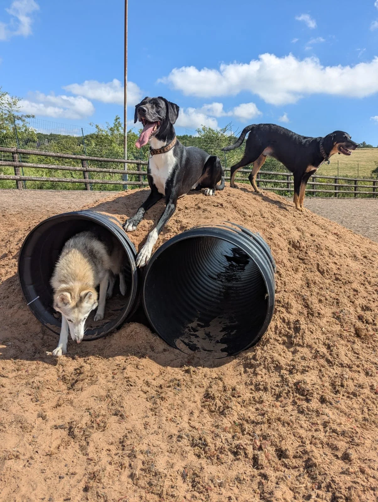 Summer session at The Dog Play Park near Biddulph, where dogs enjoy safe, private field hire with agility equipment and fresh water on site.