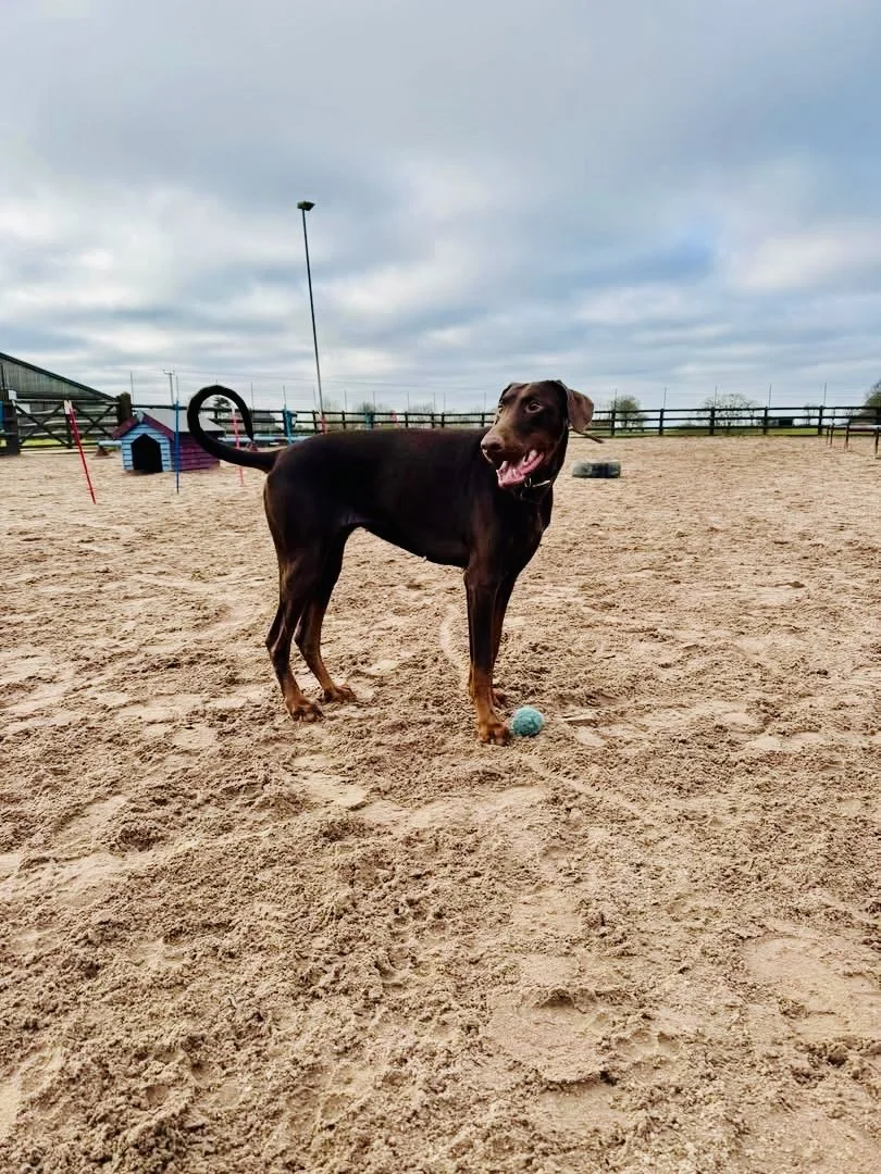 A brown dog standing on sand with a blue ball under its paw, a dog house, and agility equipment in an outdoor fenced area on a cloudy day.