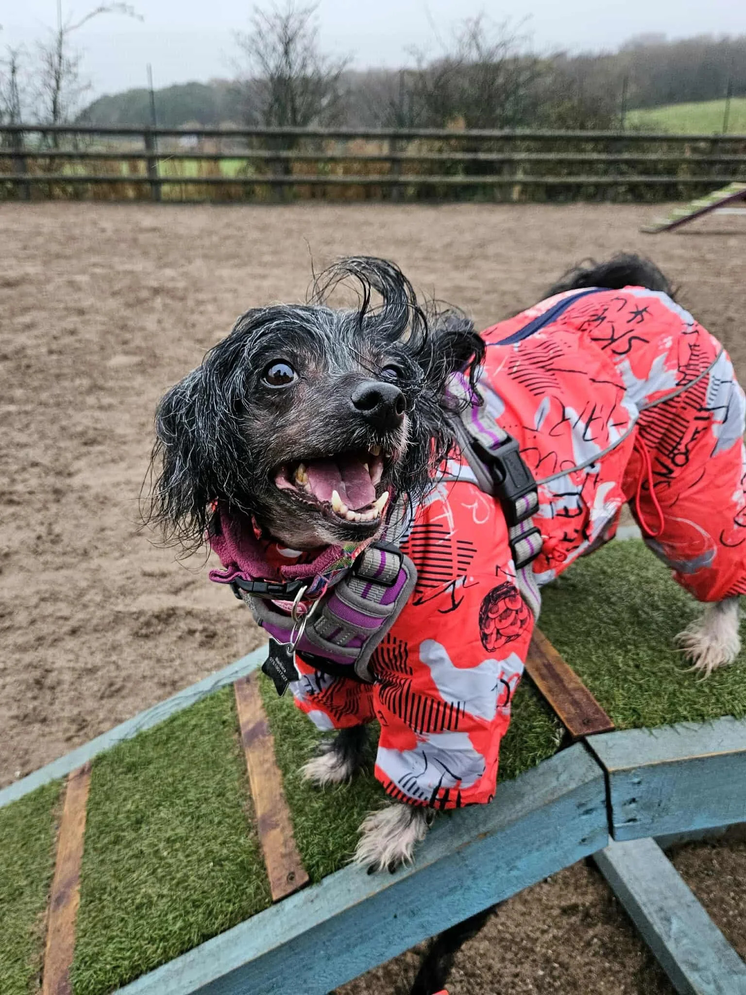 Secure dog field in Staffordshire with lighting, shelter, and the latest agility features - officially the best park in the county.