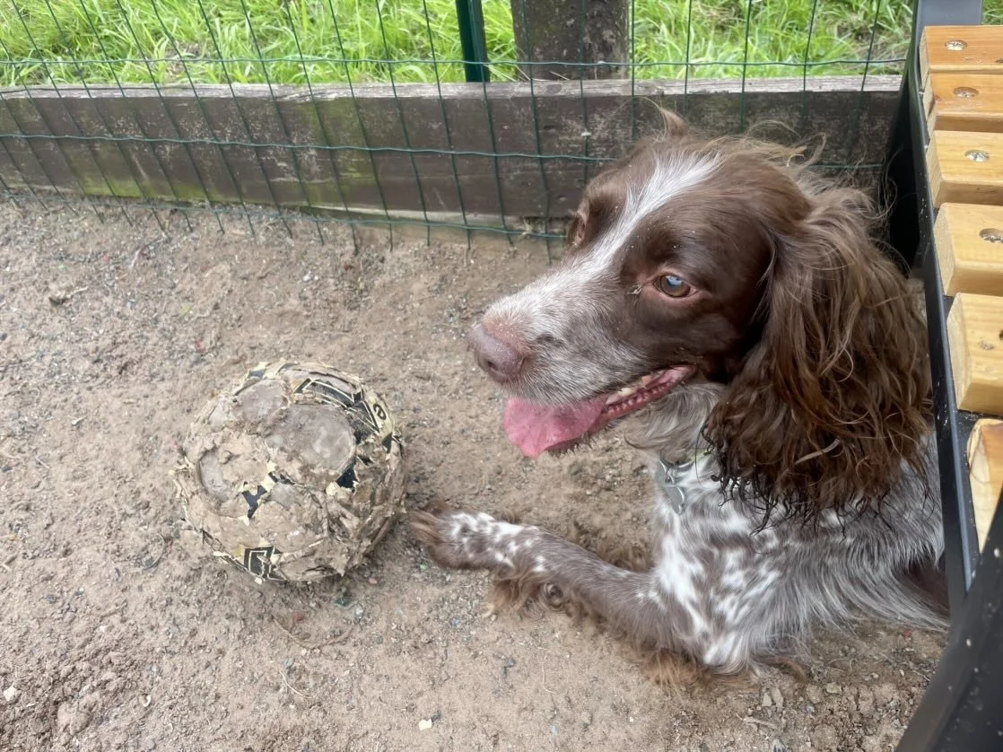 Dogs enjoying the officially best dog park in Staffordshire, featuring agility equipment and shaded rest areas.
