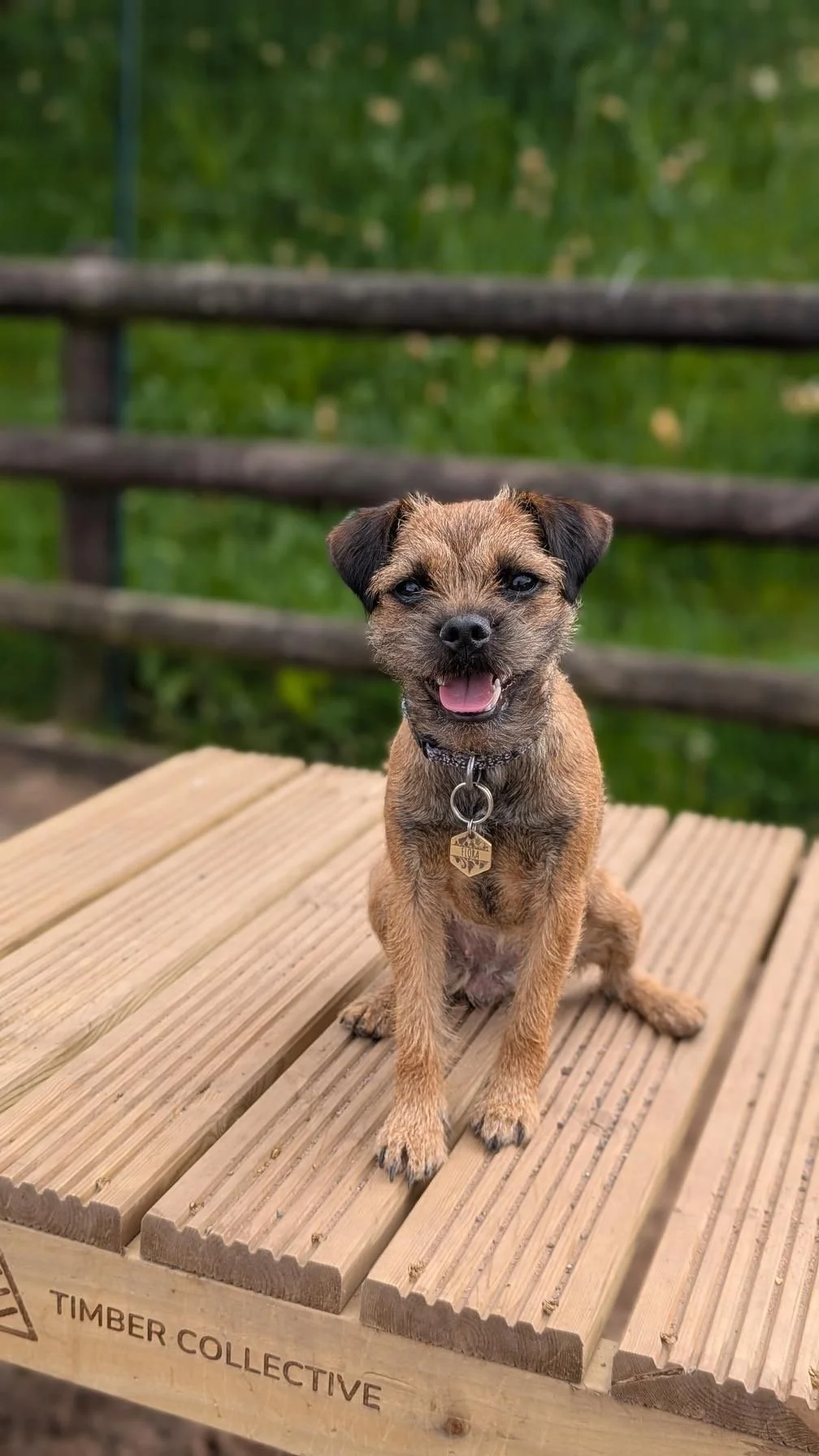 Off-lead dog freedom in Staffordshire — secure dog paddock with agility equipment, sand surface and stunning views