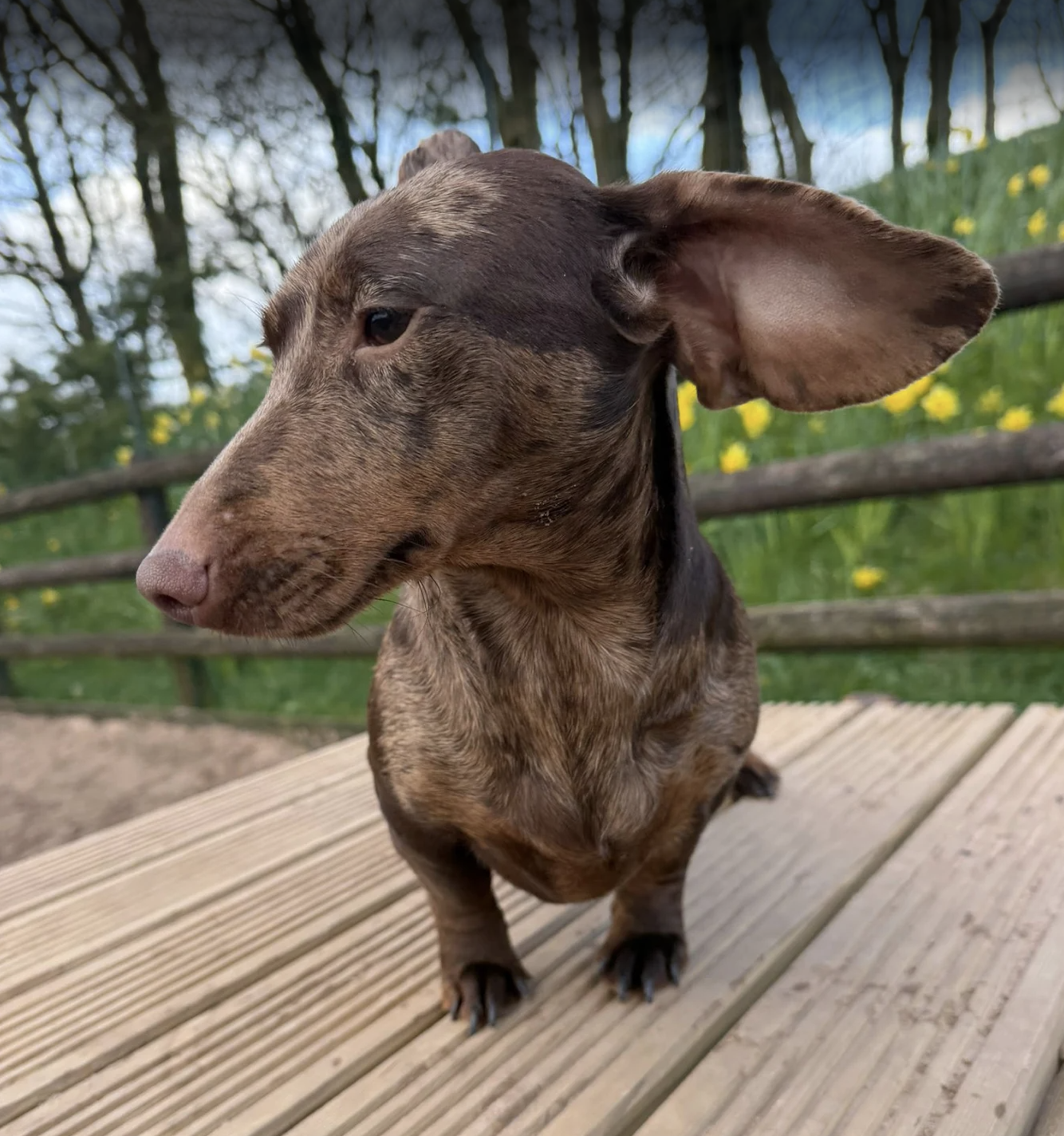 Dachshund conquering the agility course at The Dog Play Park — secure off-lead dog field near Congleton, Staffordshire 