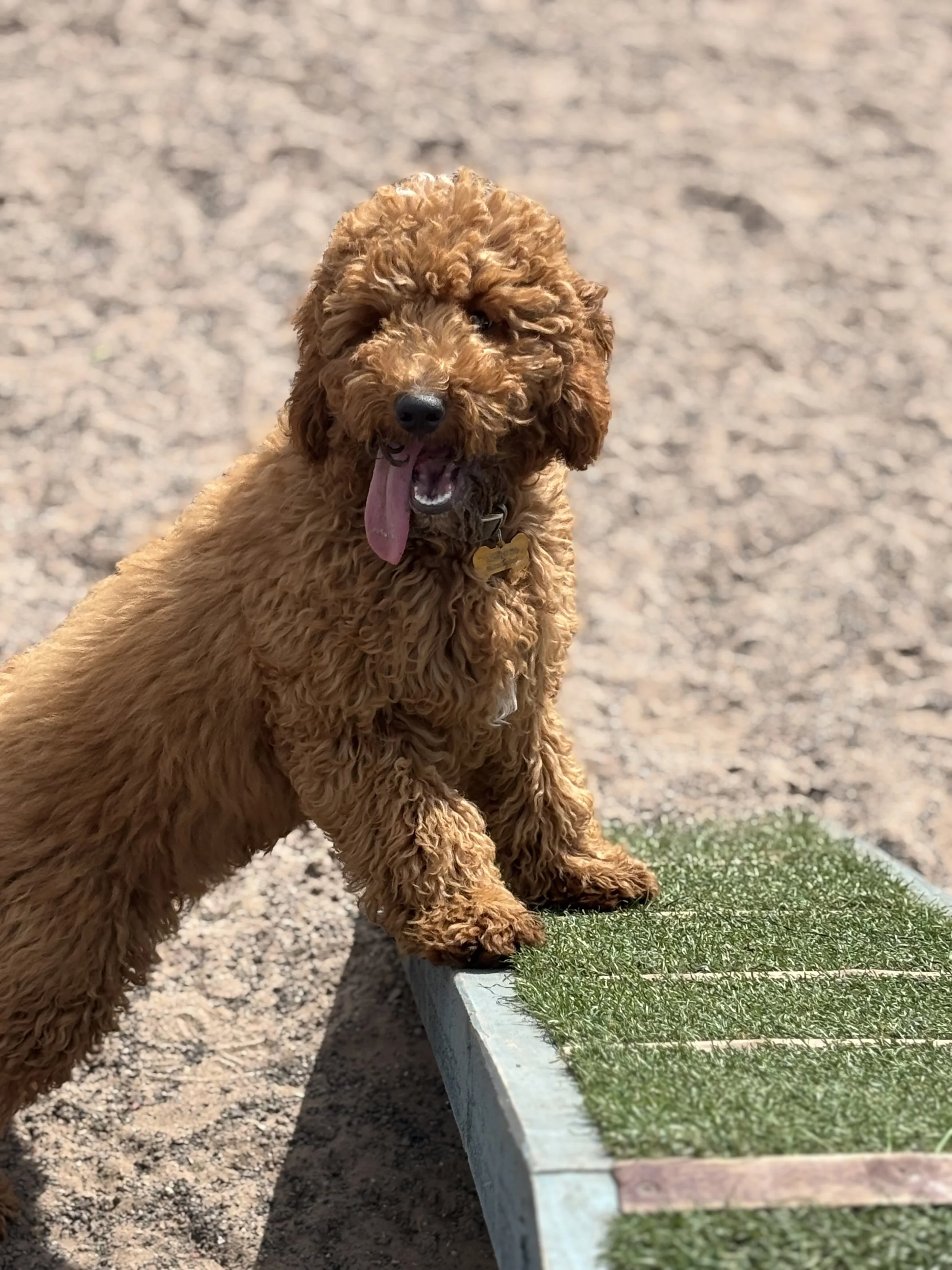 Dog-friendly field with parking and all-weather shelter near Biddulph.